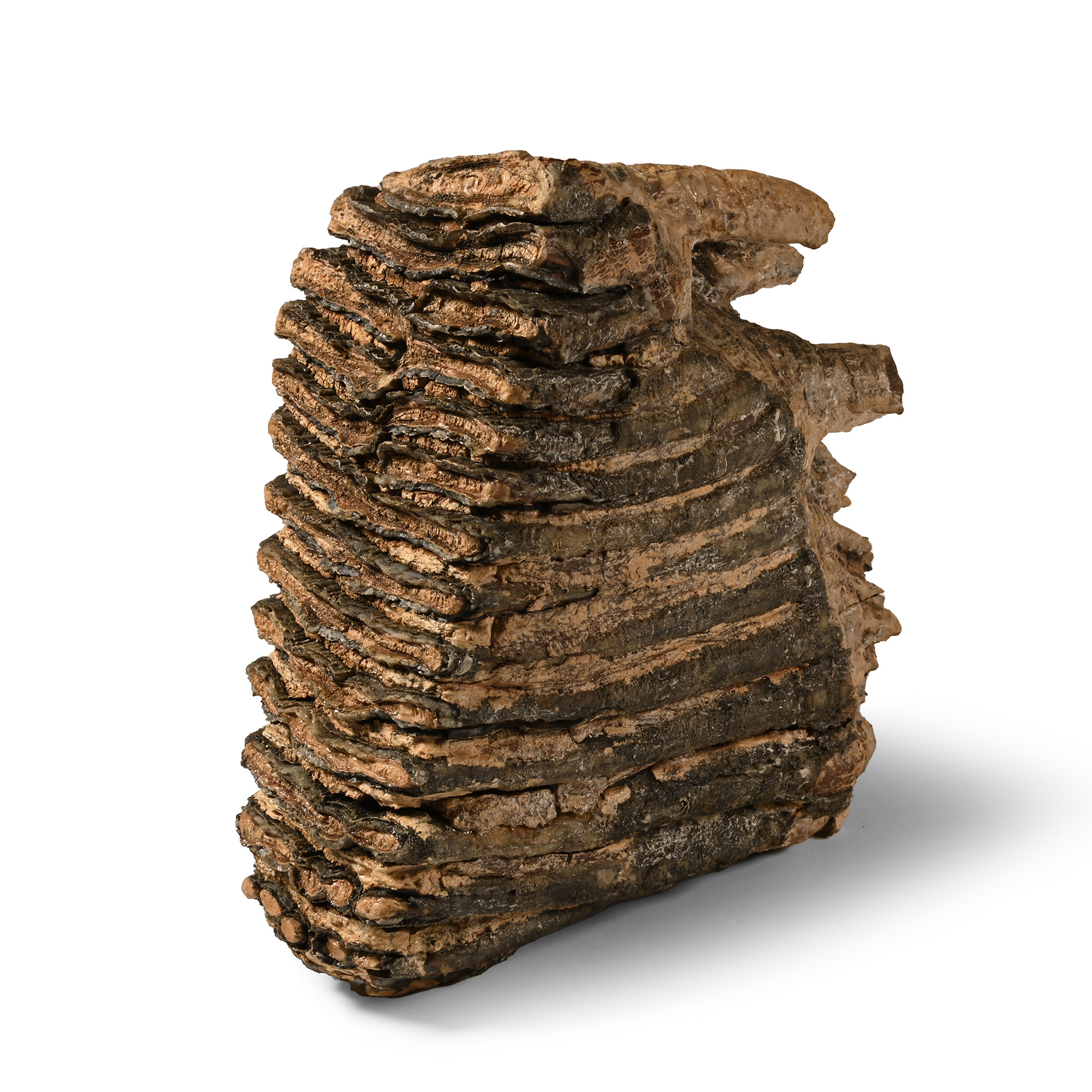 Woolly Mammoth Tooth