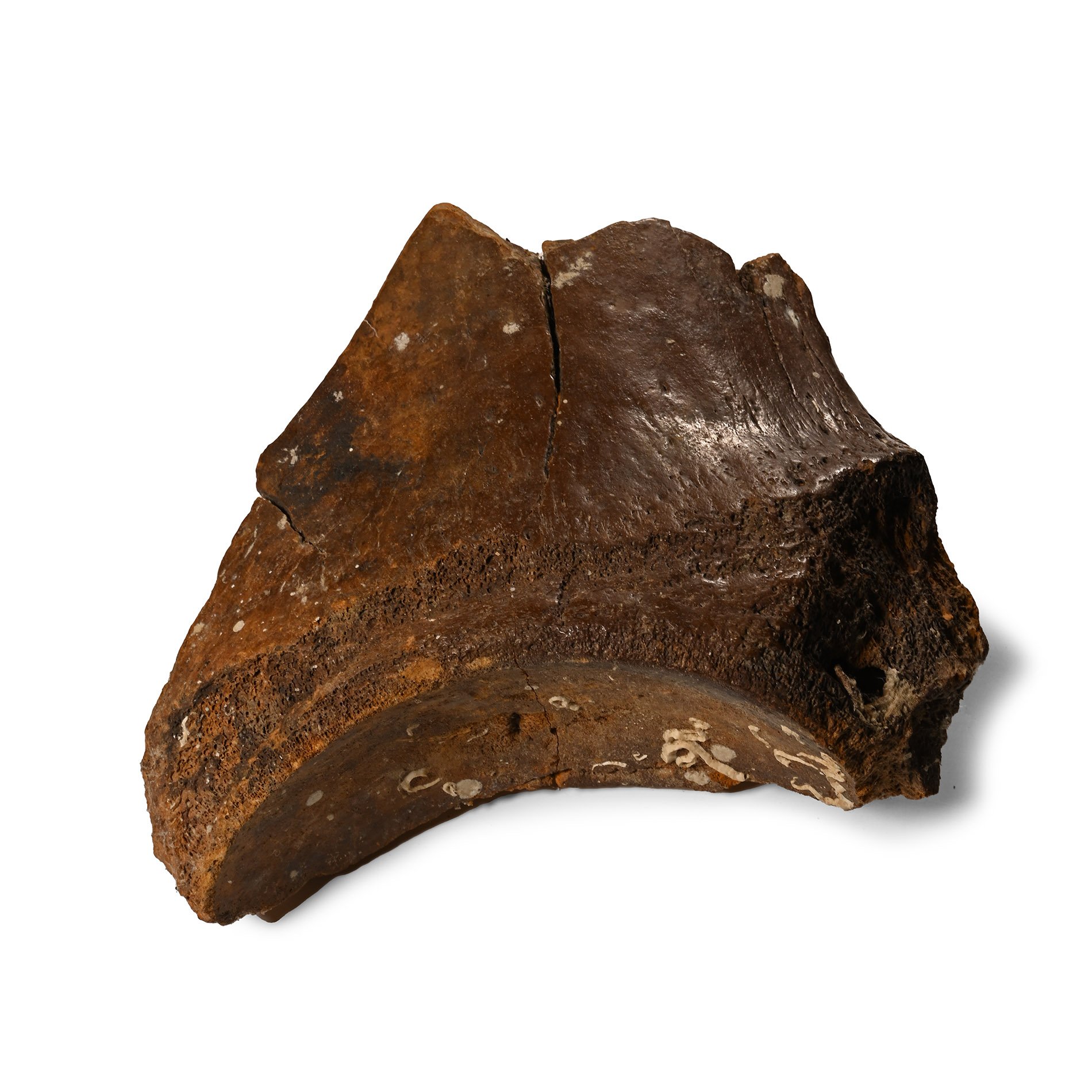 Fossil Woolly Mammoth Leg Bone Section