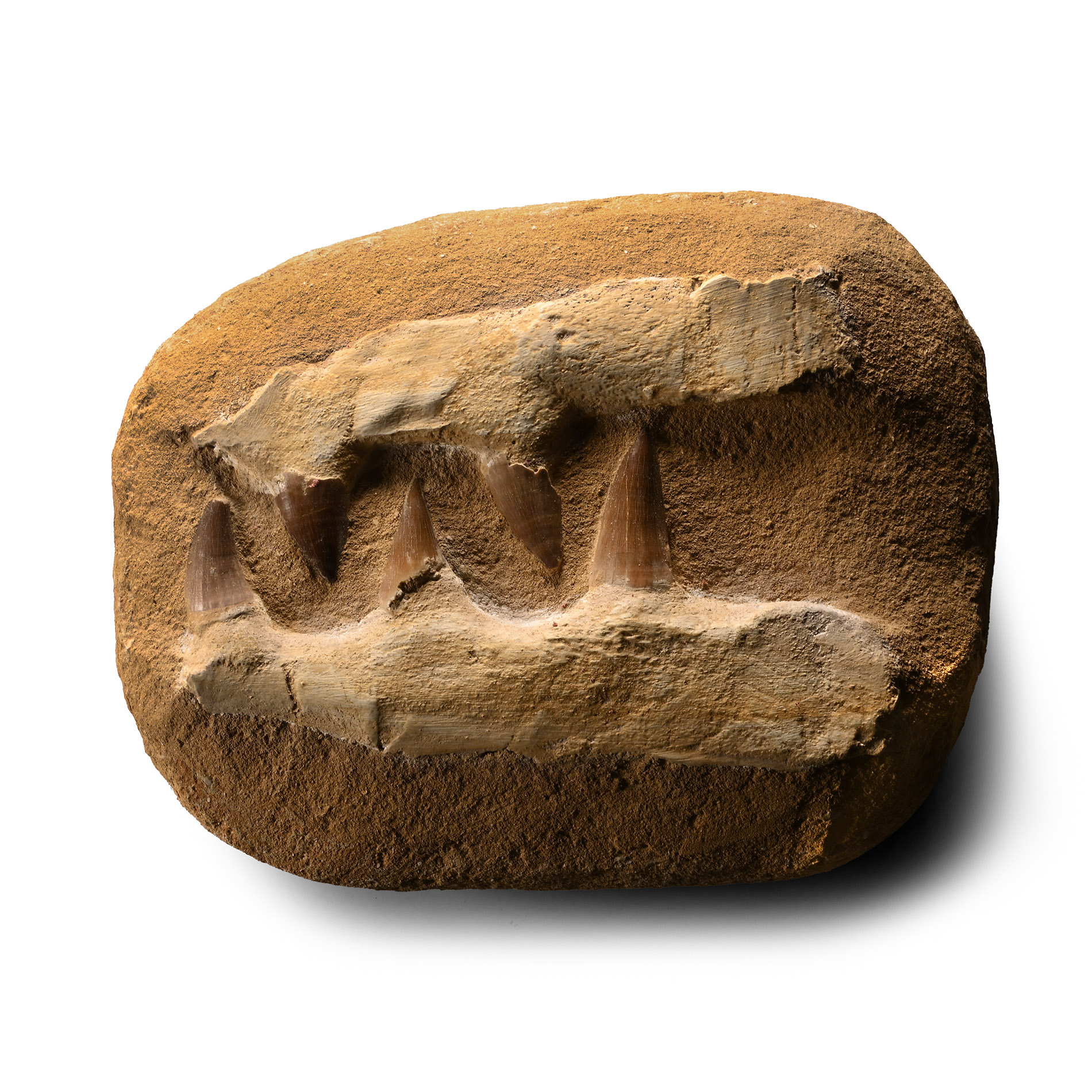 Composite Mosasaur 'Marine Dinosaur' Jaw Section