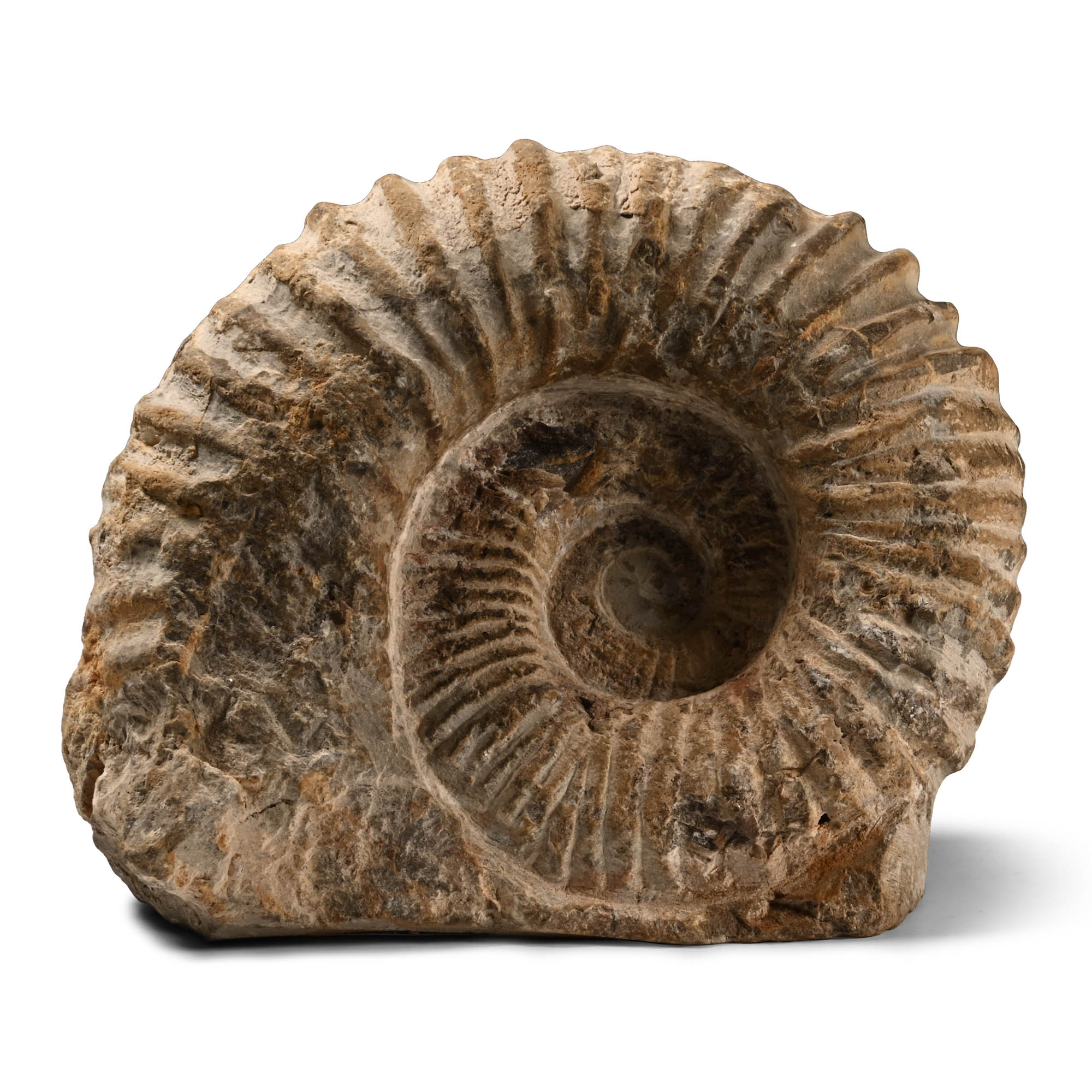 Fossil Agadir Ammonite