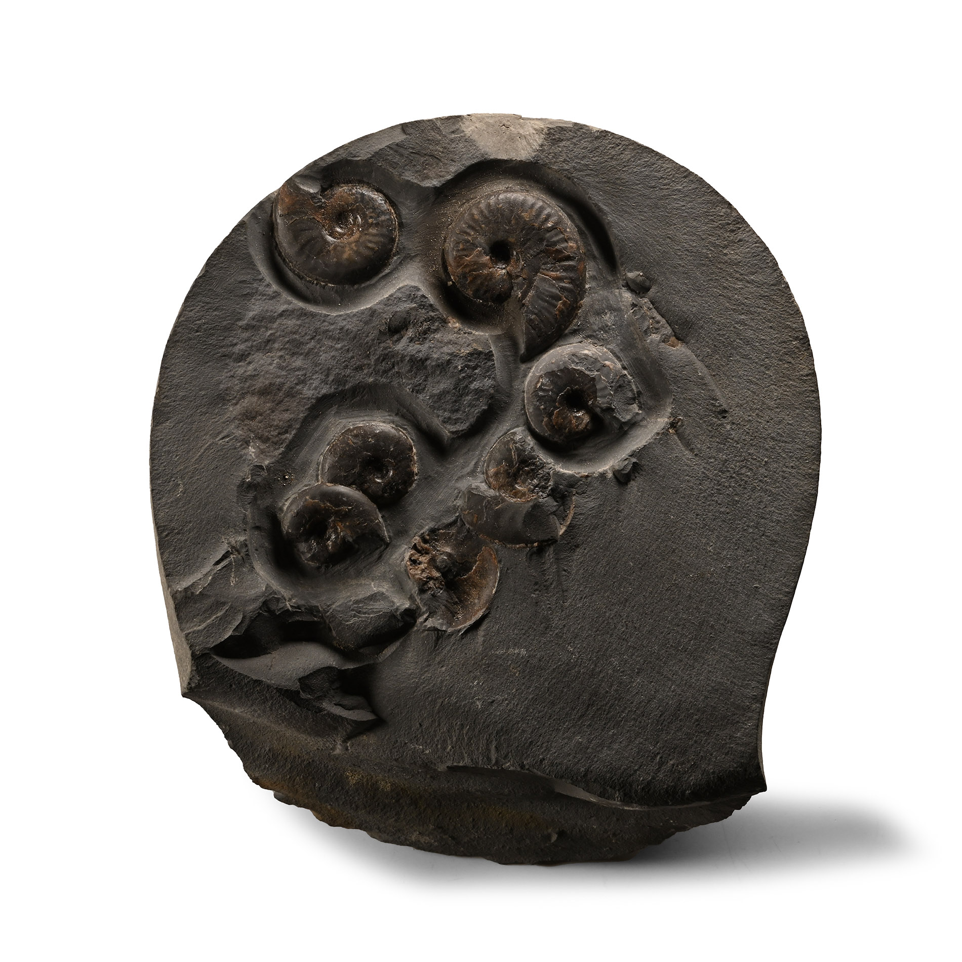 Fossil Ammonite Cluster