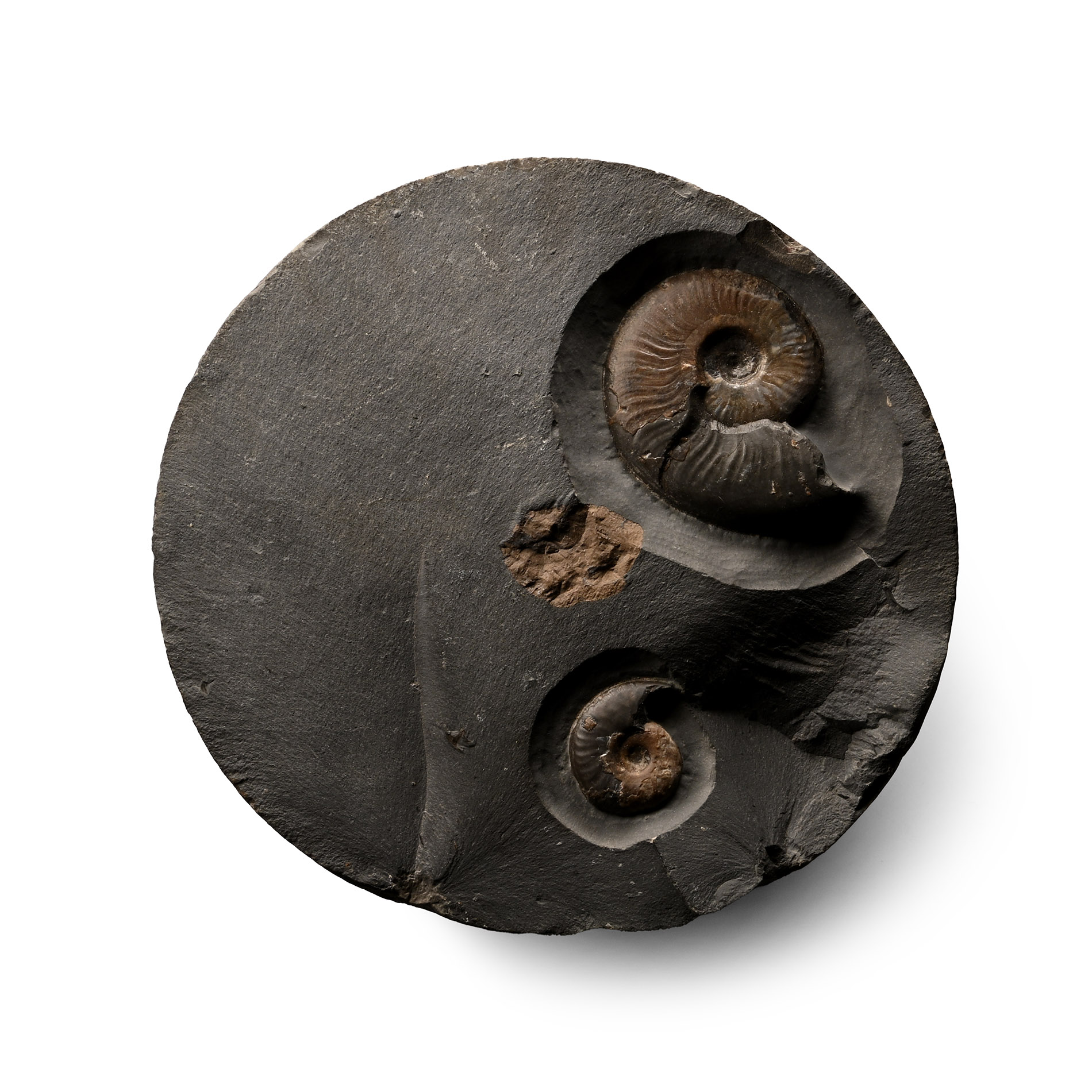 Fossil Ammonite Nodule