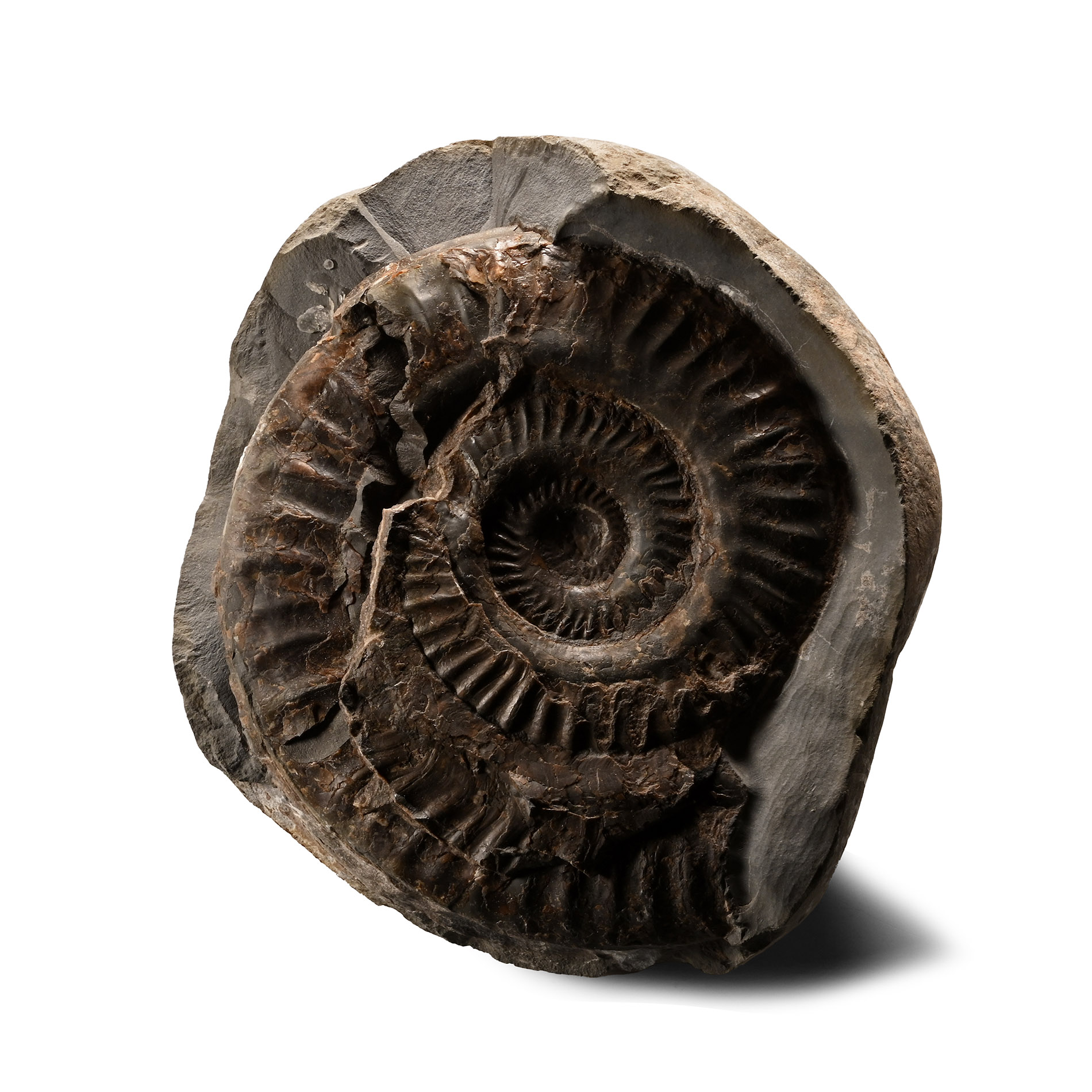 Fossil Ammonite in Nodule