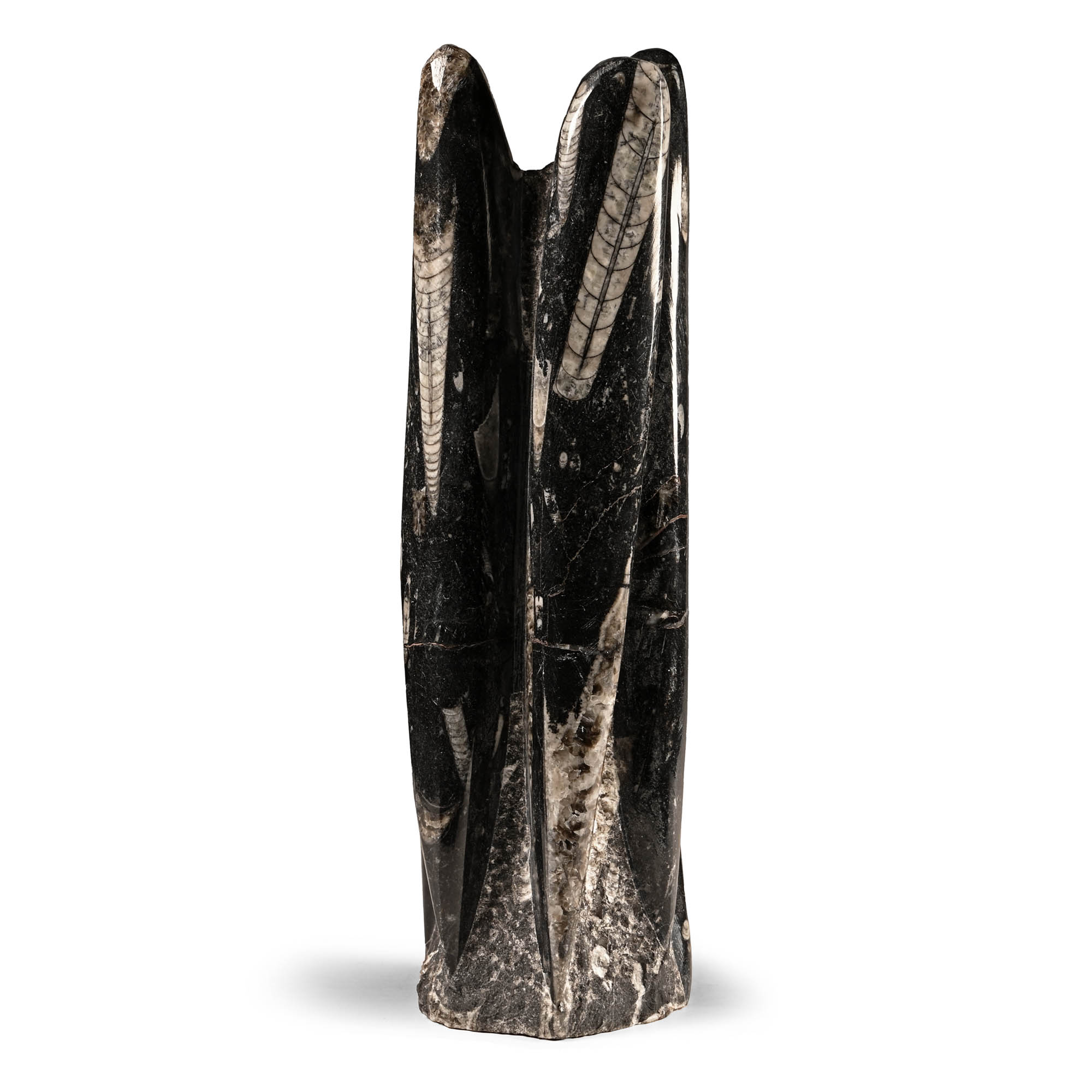 Polished Fossil Orthoceras Display Stand