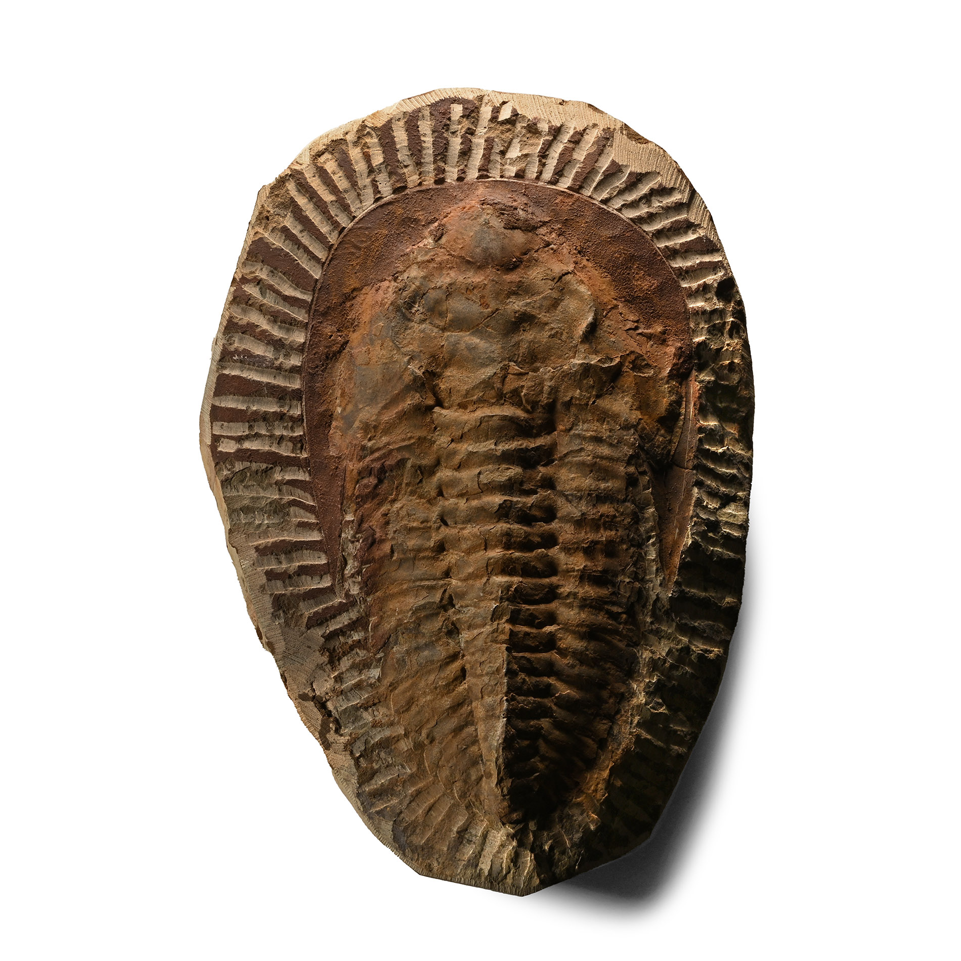Large Fossil Cambropallas Trilobite