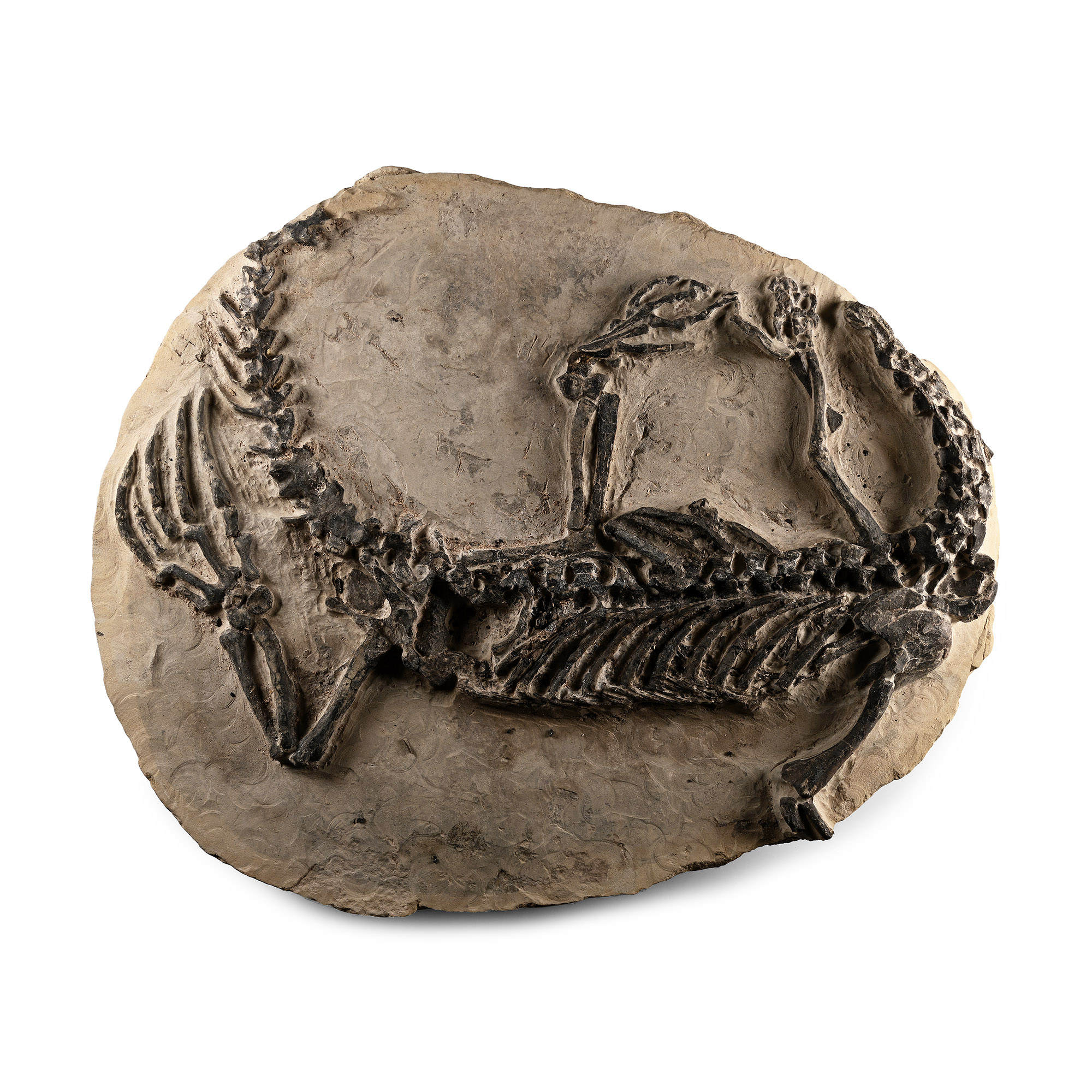 Fossil Claudiosaurus Skeleton