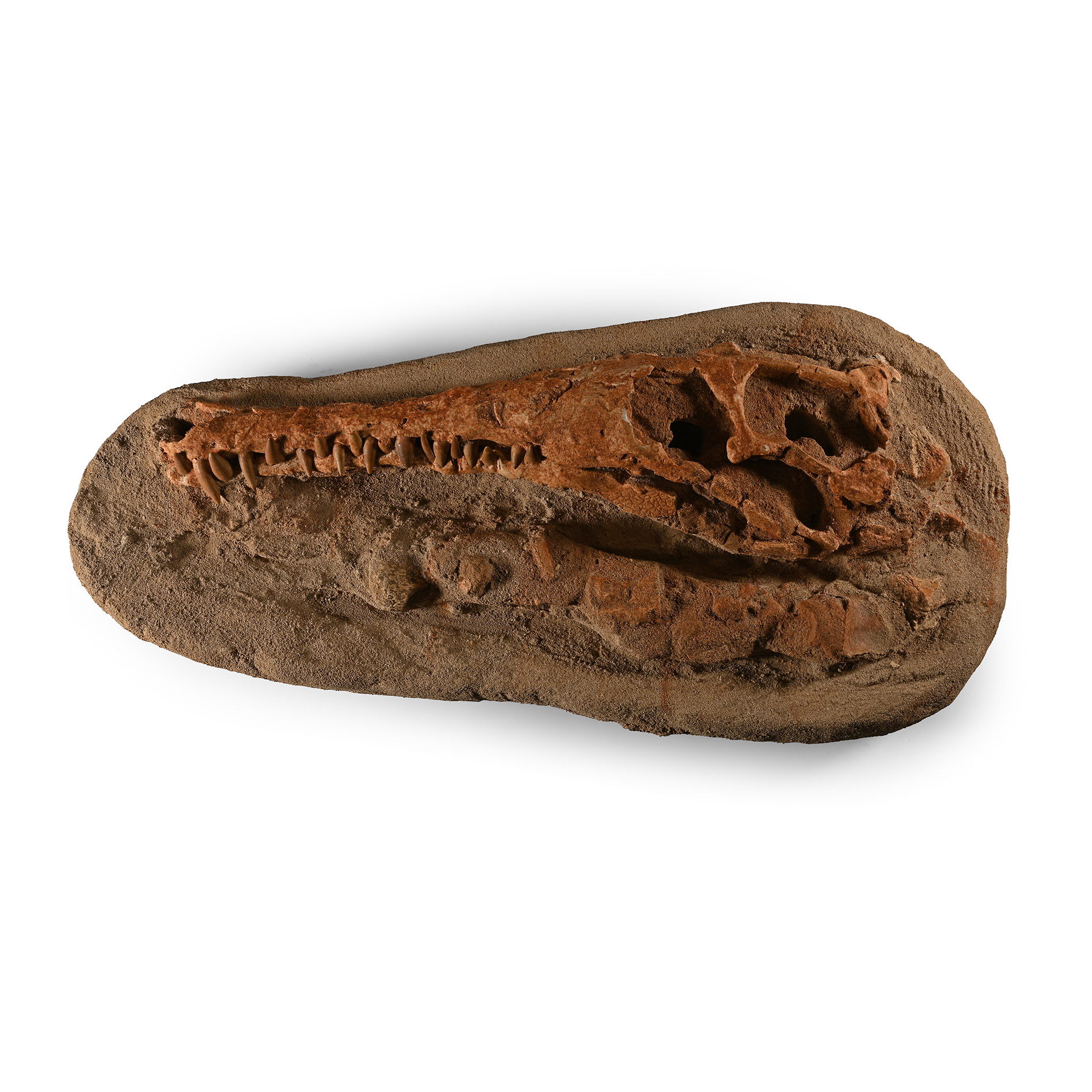 Fossil Diosaurus Skull and Bones on Composite Matrix