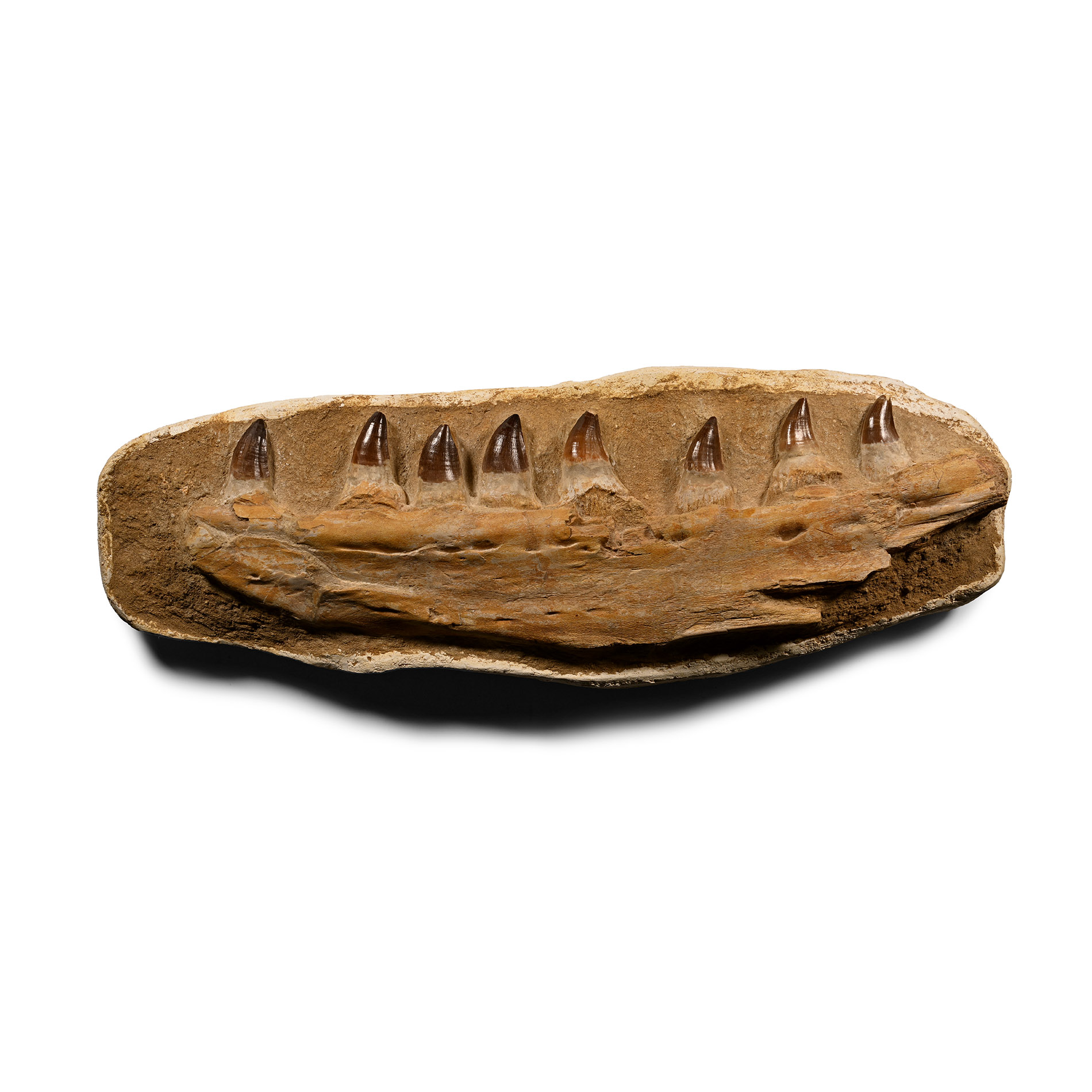 Large Mosasaur 'Marine Dinosaur' Jaw Fragment