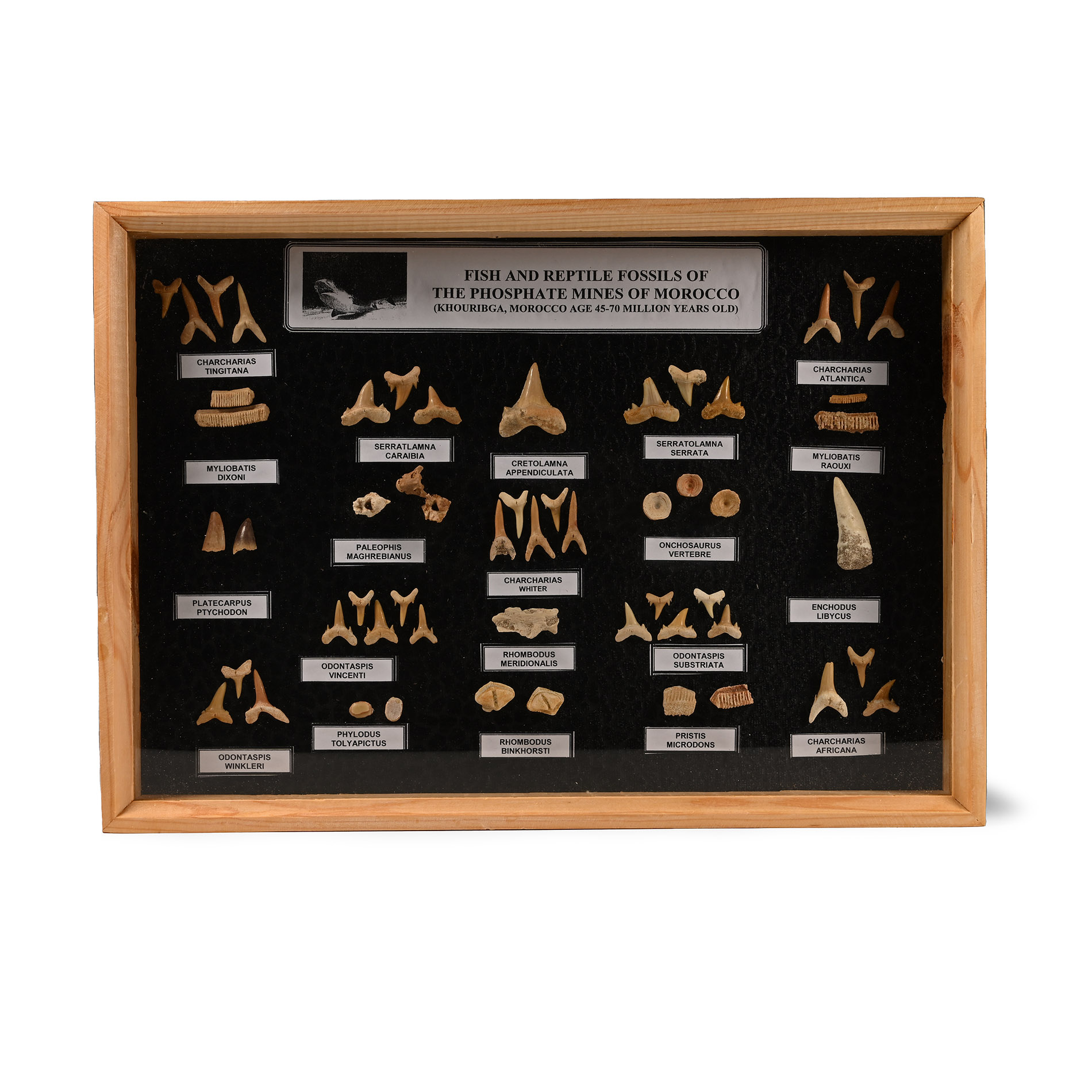 Fossil Shark and Fish Tooth Display