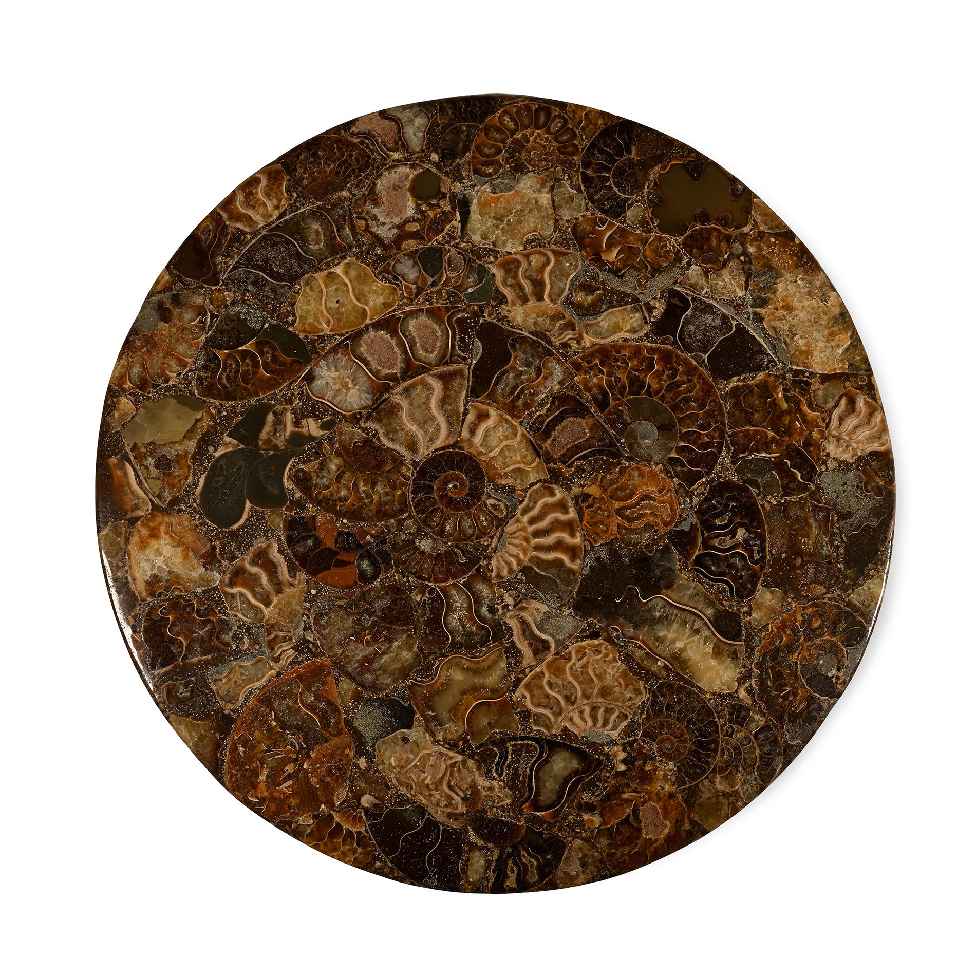 Polished Fossil Ammonite Plate