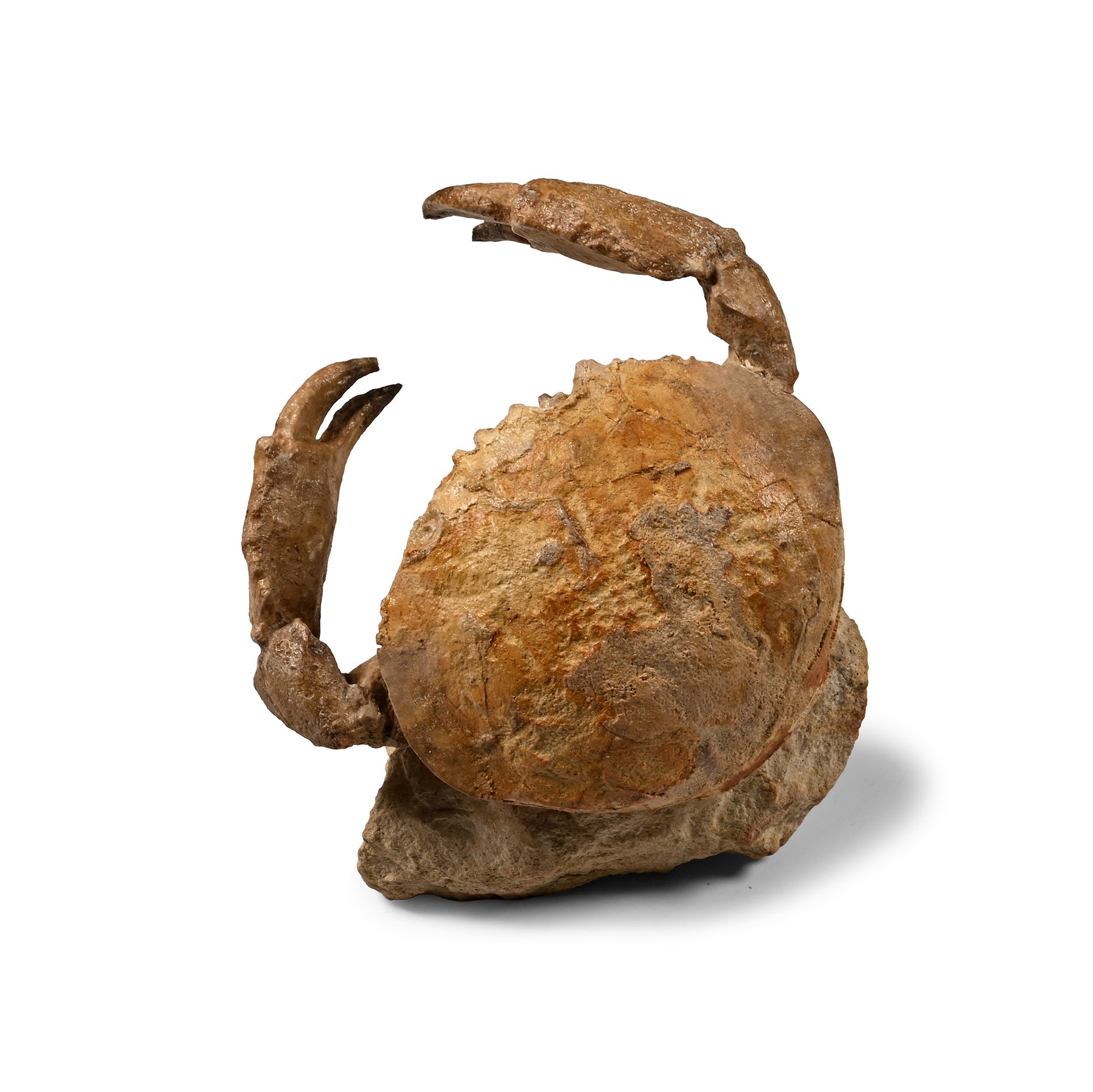 Fossil Crab