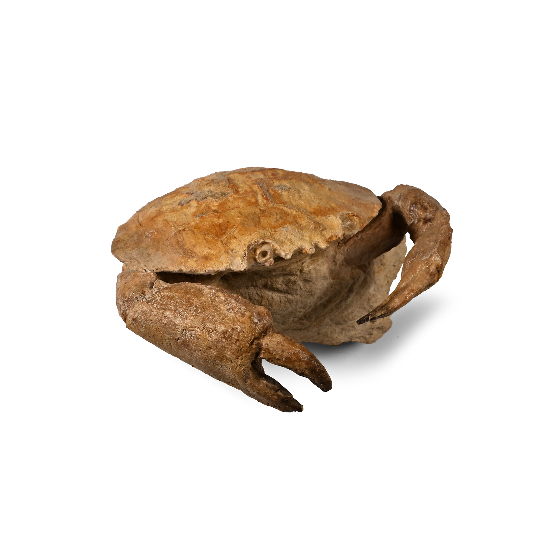 Fossil Crab