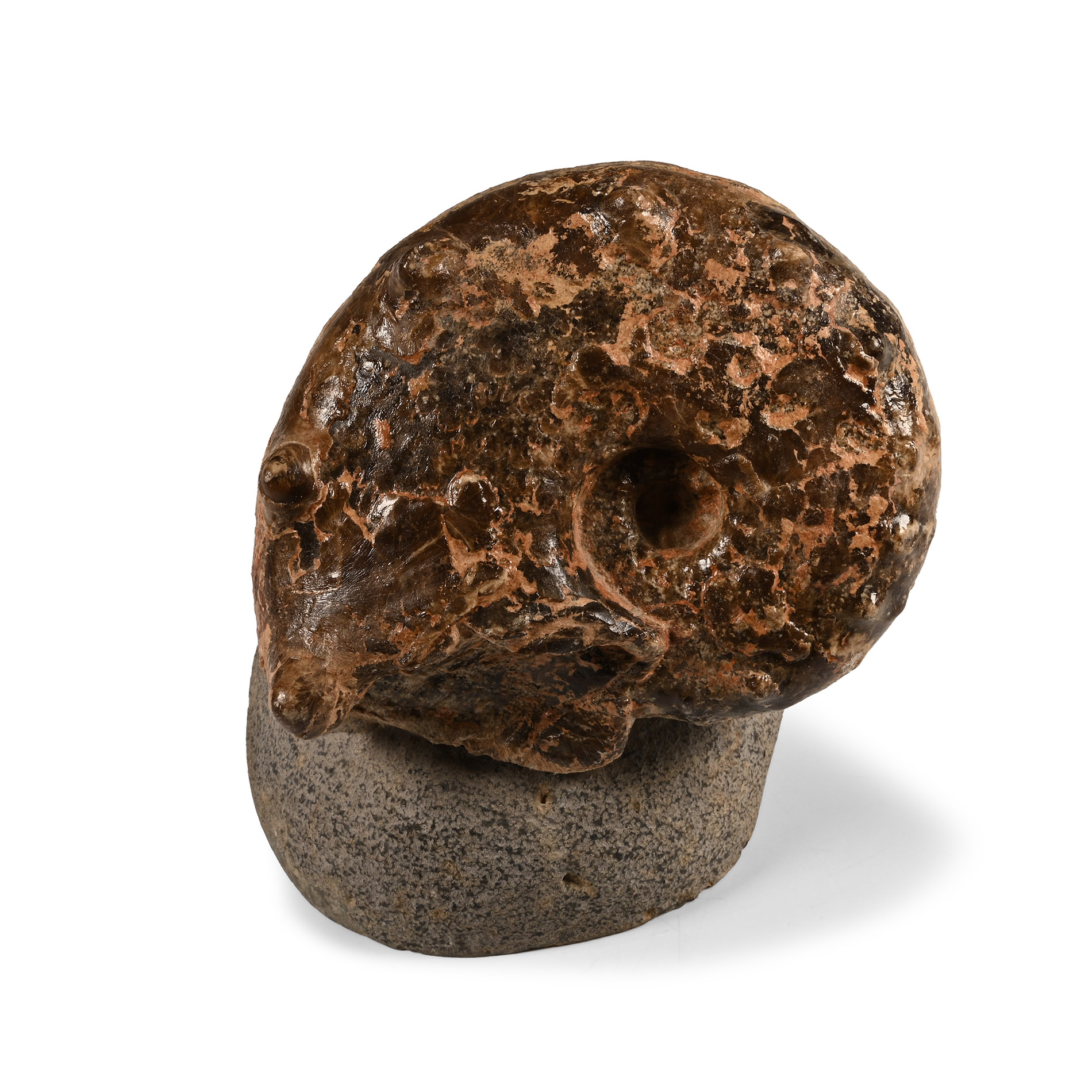 Fossil Mamite Ammonite on Stand
