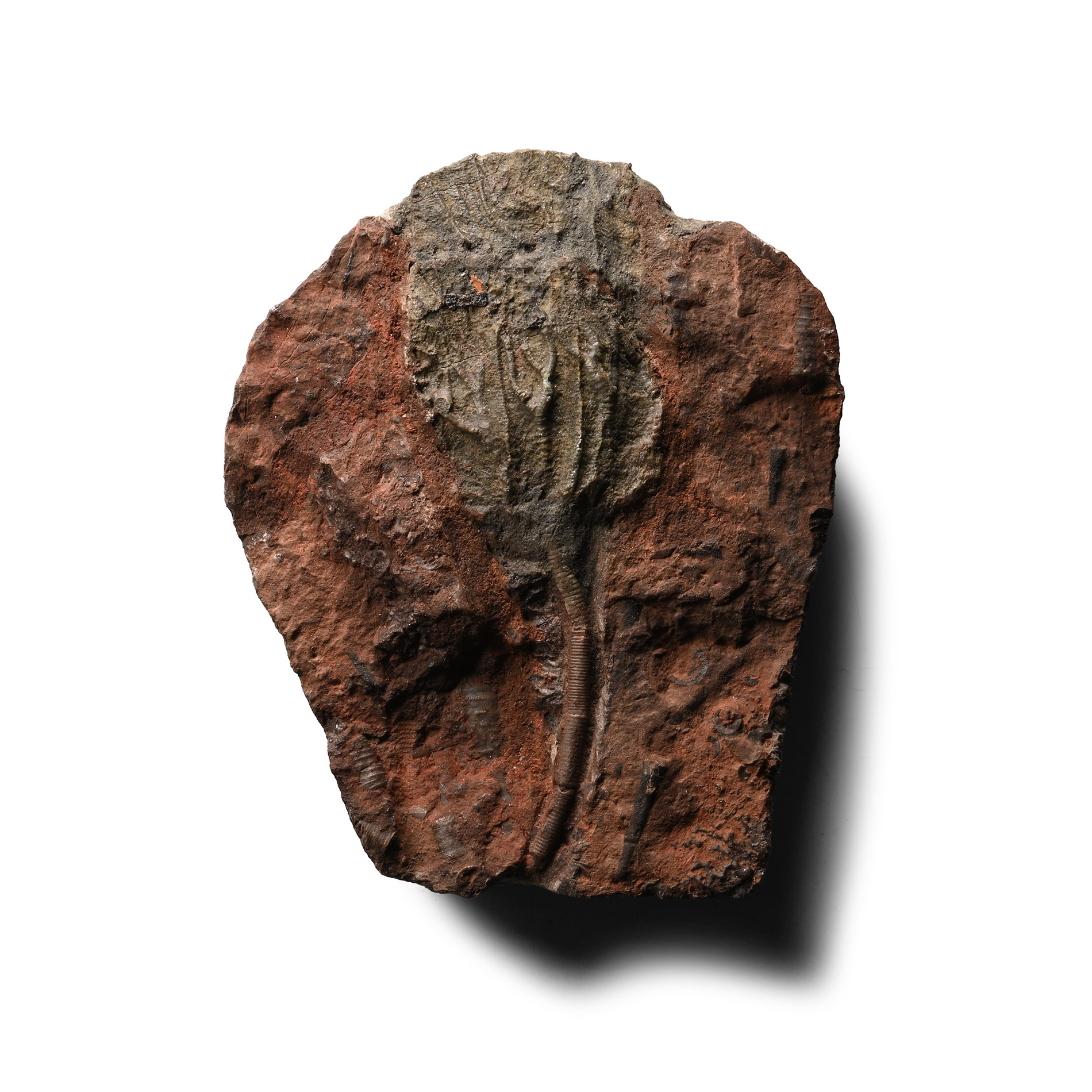 Fossil Crinoid Plate
