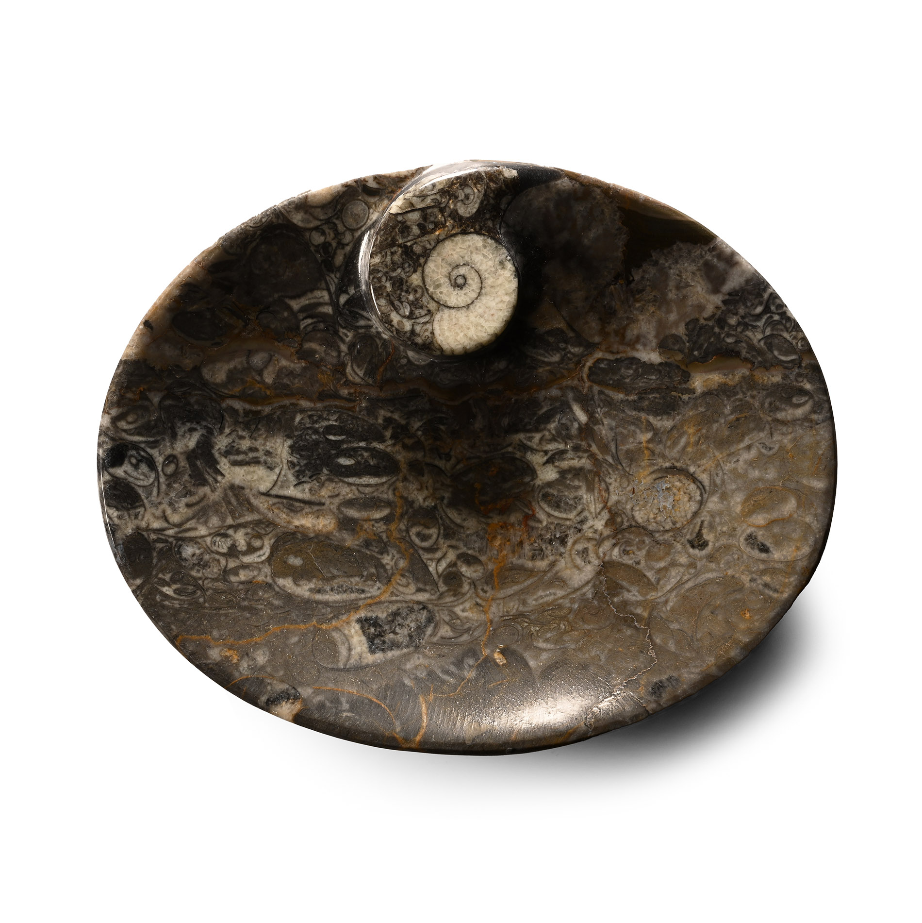 Polished Fossil Goniatite Dish