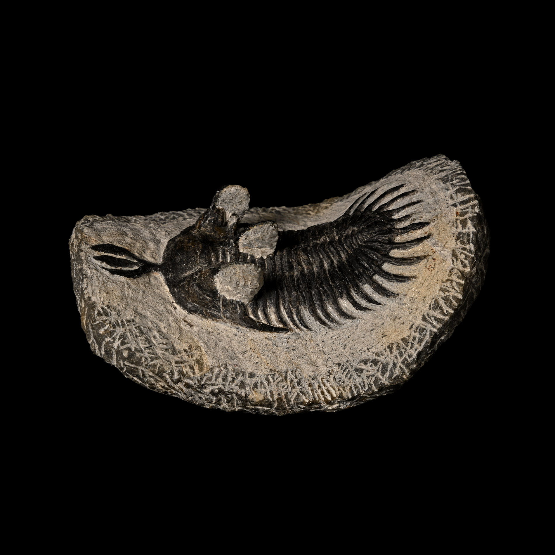 Fossil Psychopyge Trilobite