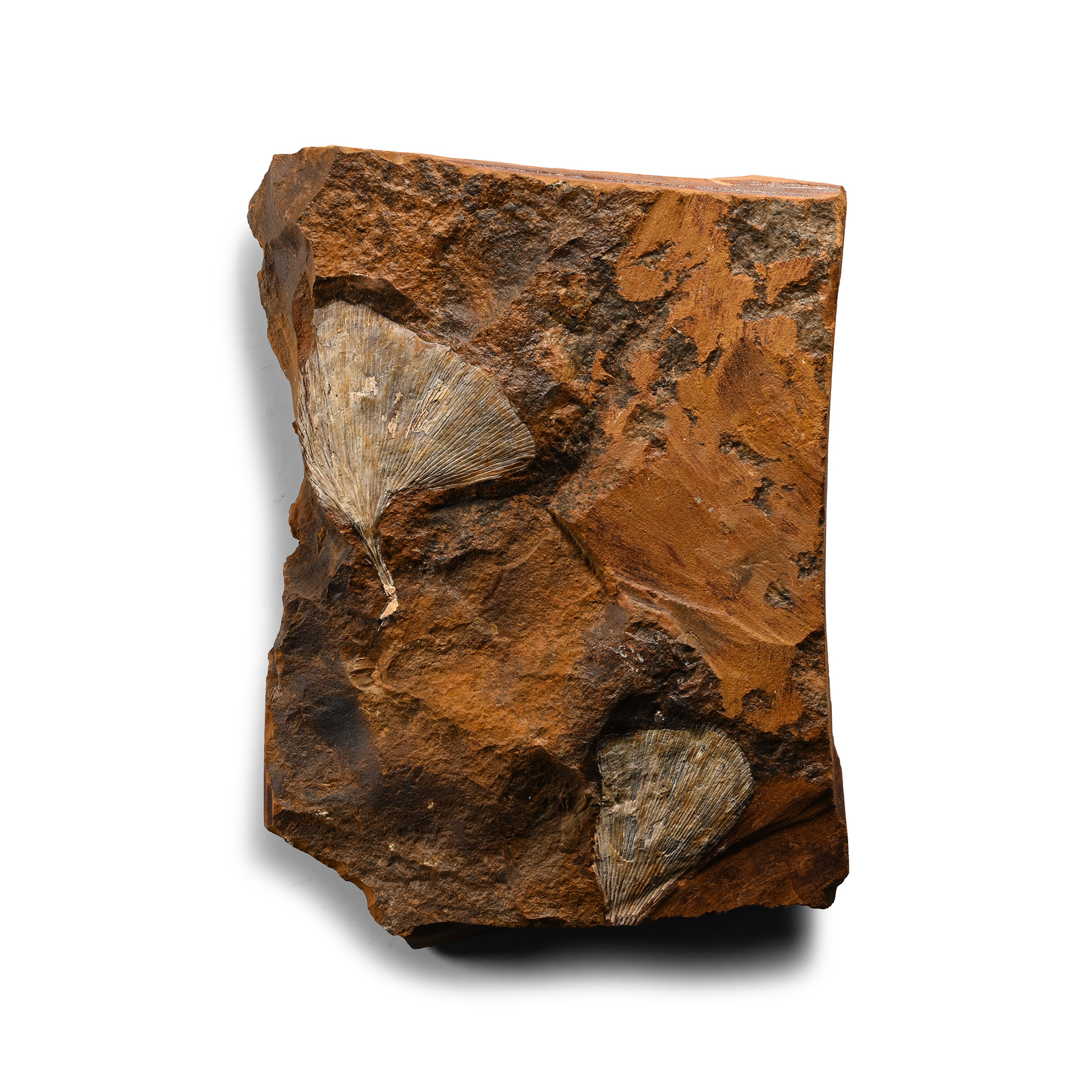 Fossil Ginko Leaf Pair