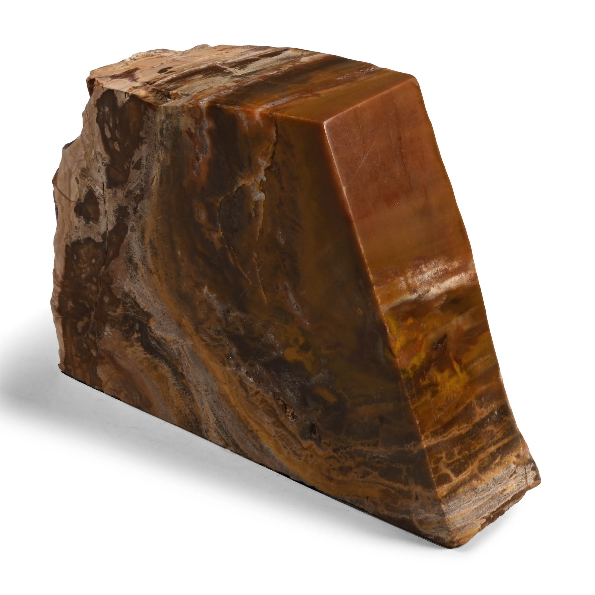 Polished Fossil Tree Chunk