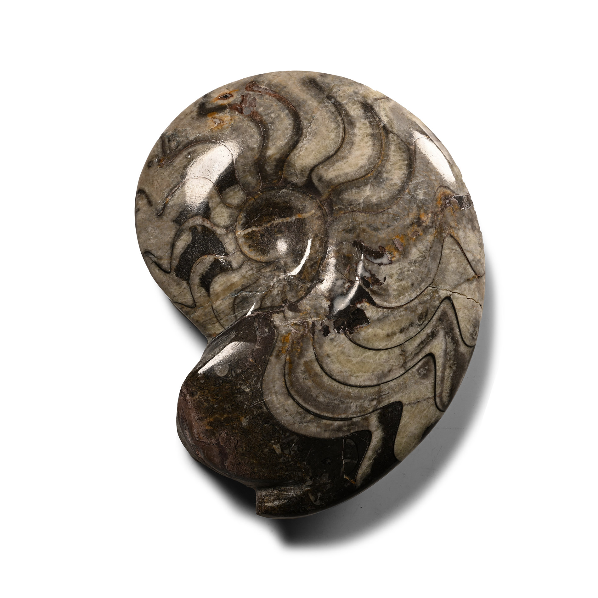 Polished Fossil Goniatite