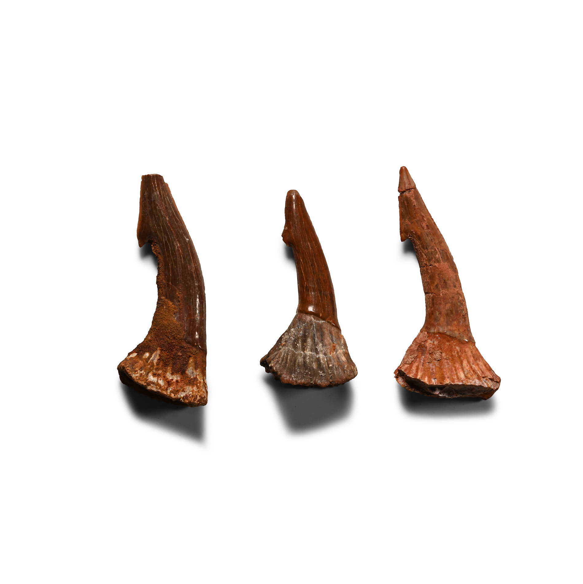 Fossil Sawfish Rostral Spine Group