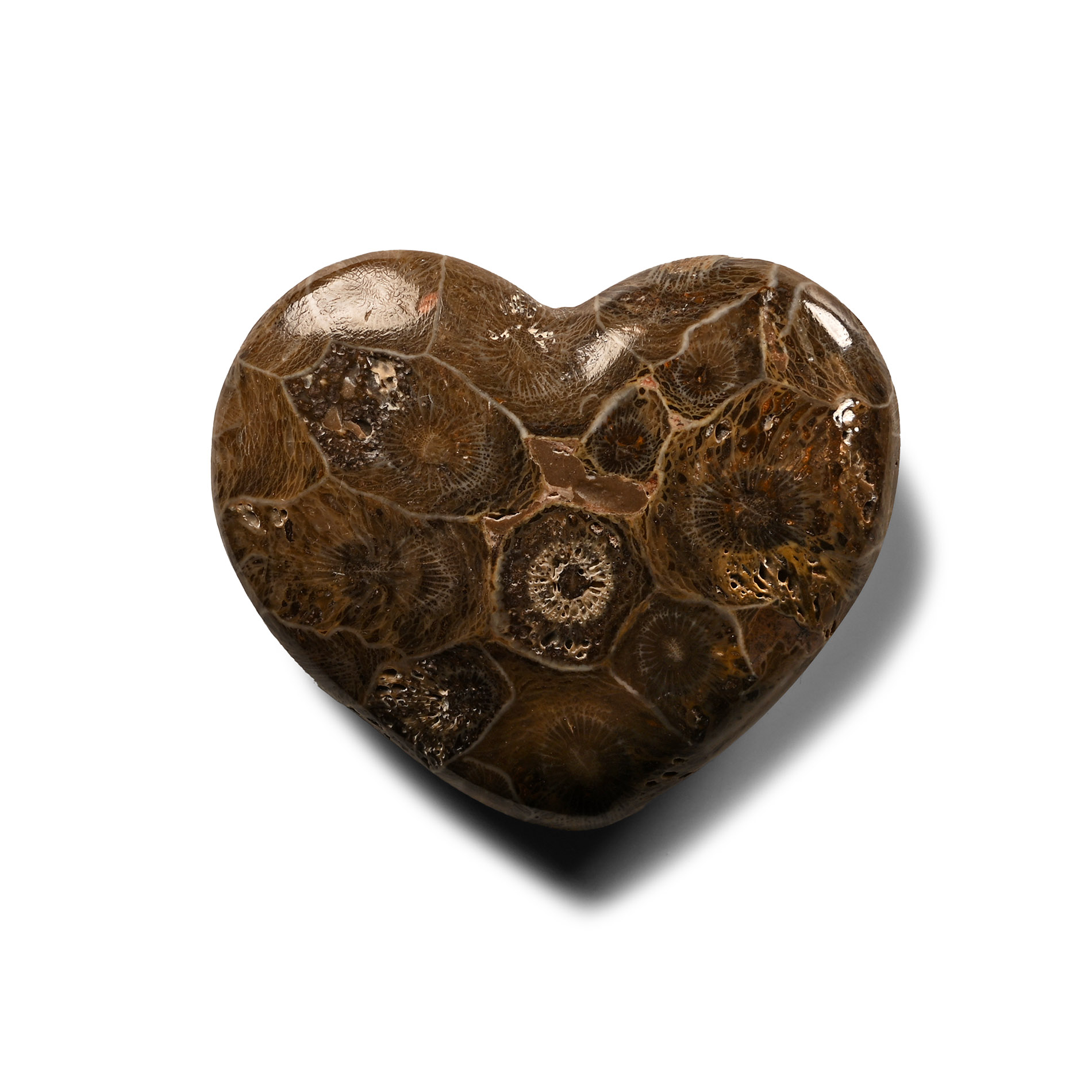 Heart-Shaped Fossil Coral Head