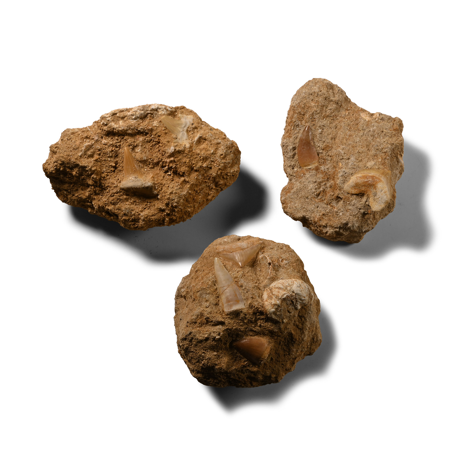 Fossil Shark Tooth and Fish Bone Group
