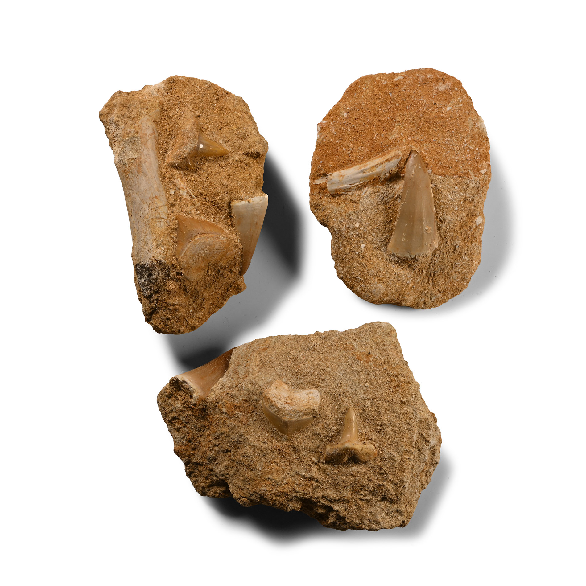Fossil Shark Tooth and Fish Bone Group