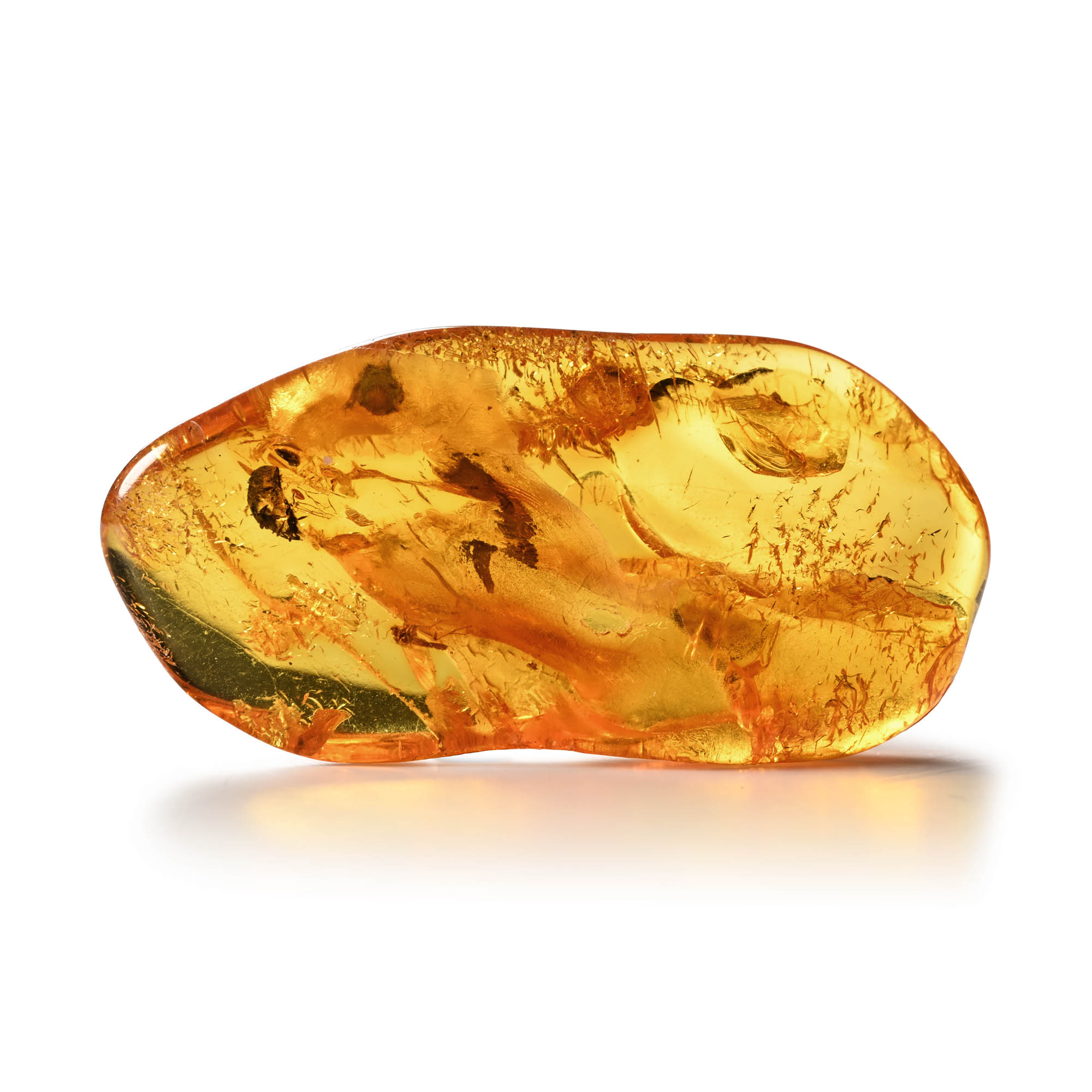 Insects in Polished Amber