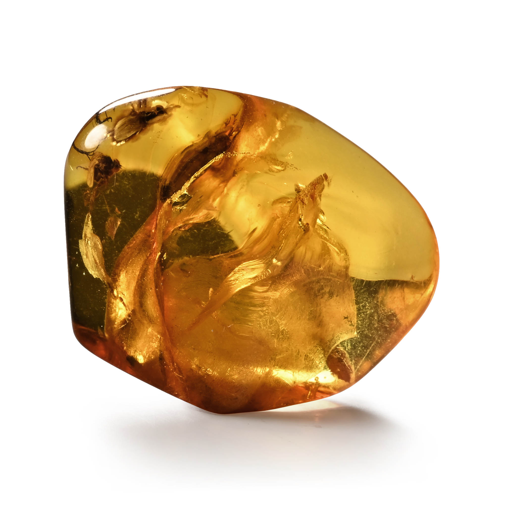 Insects in Polished Amber