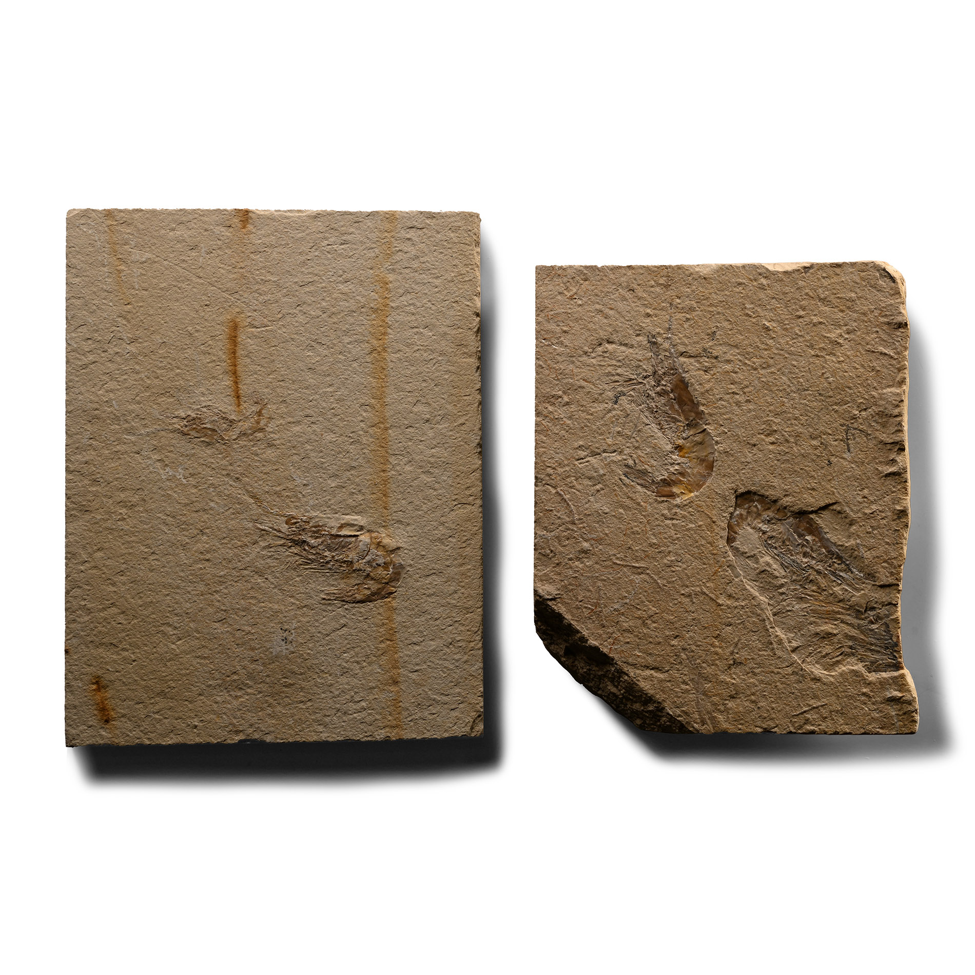 Fossil Shrimps in Matrix Group