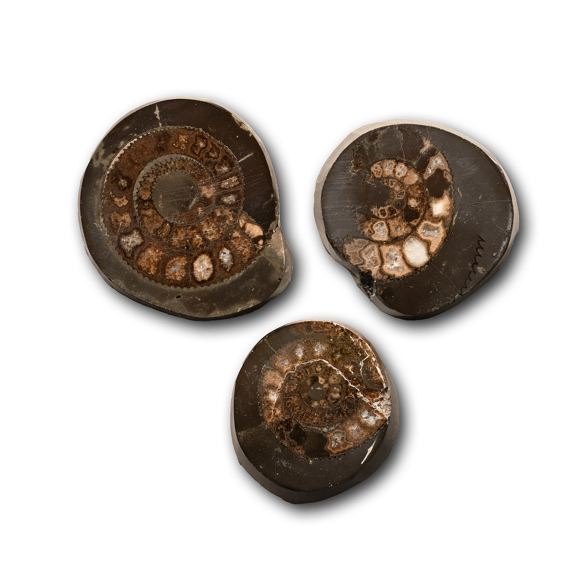 Whitby Dac Polished Fossil Ammonites