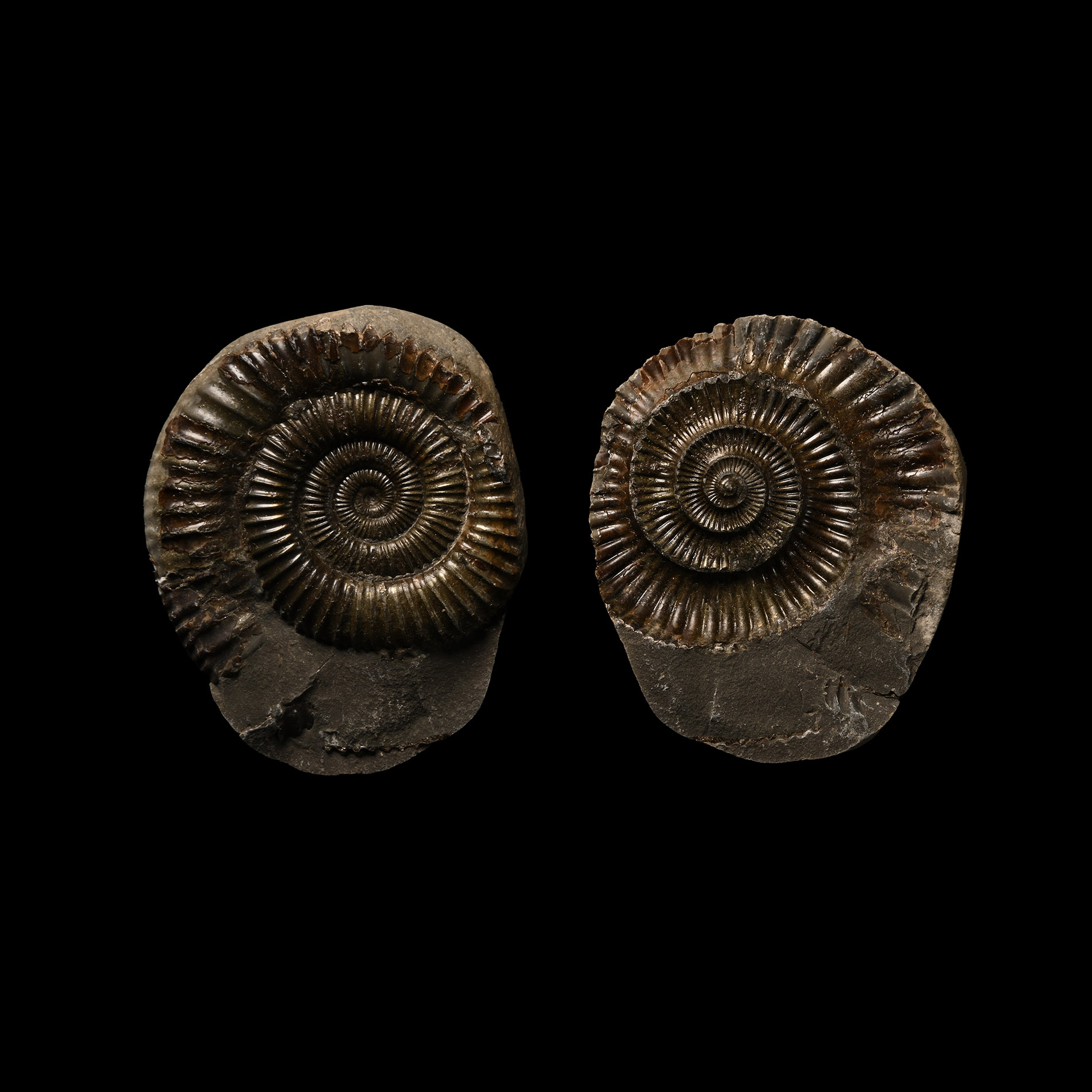 Whitby Dac Fossil Ammonite Nodule