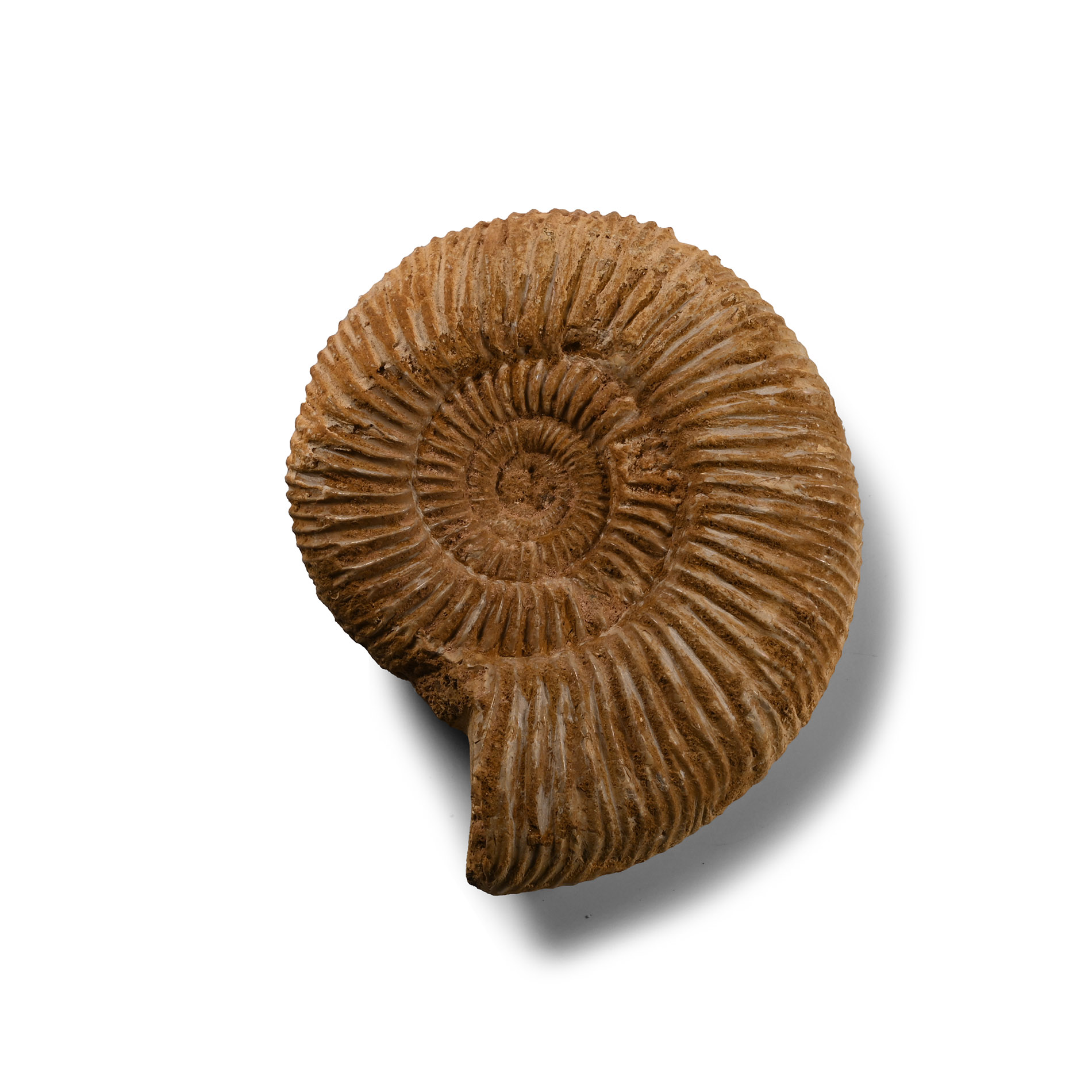 Fossil Perisphinctes Ammonite