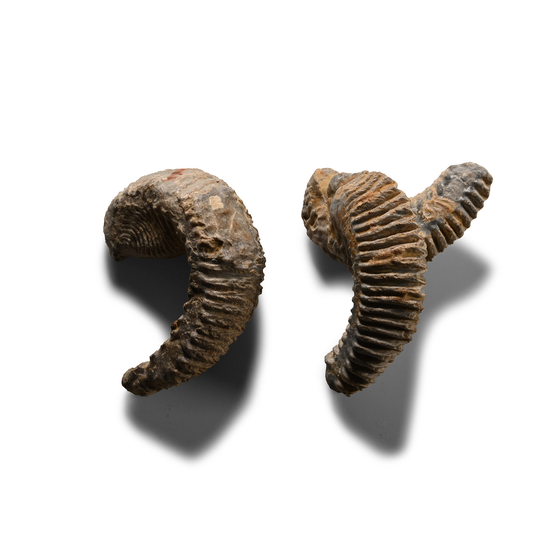 Fossil Rastellum Bivalve Group