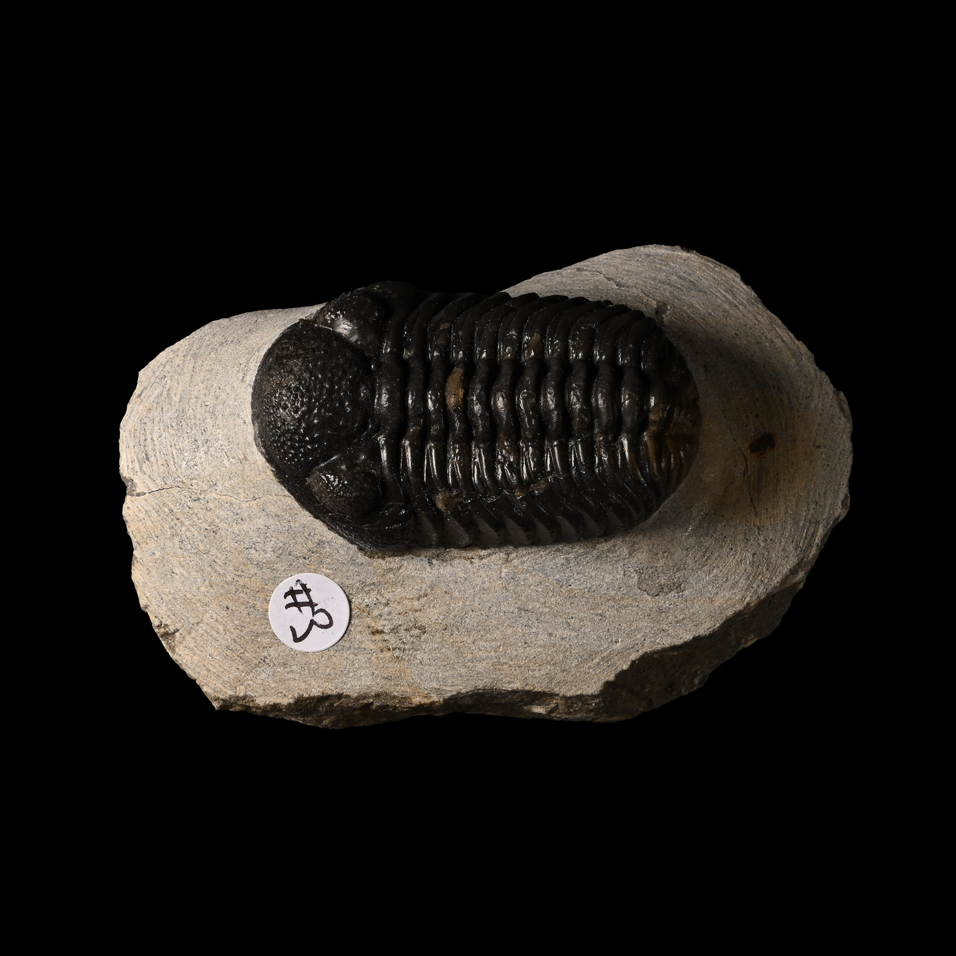 Fossil Phacops Trilobite