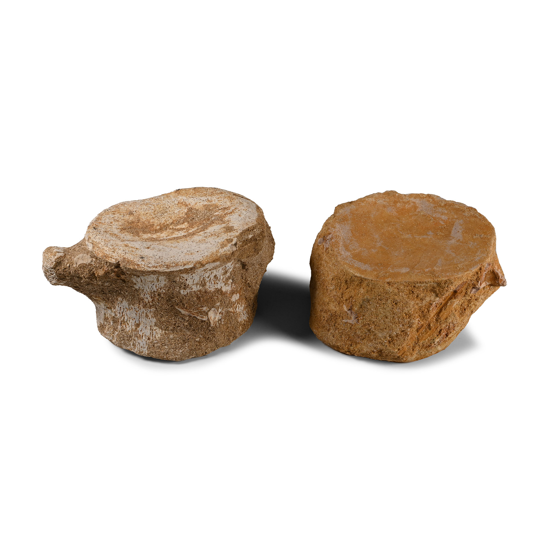 Fossil Plesiosaur Vertebrae Pair