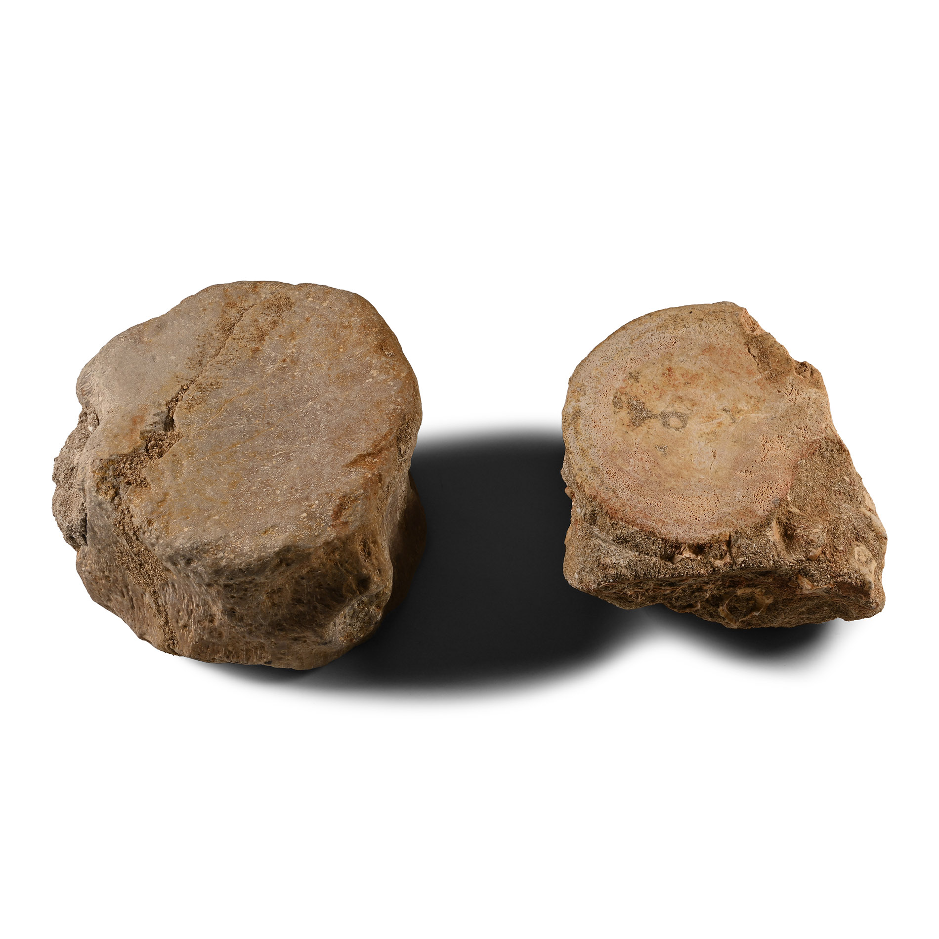 Fossil Plesiosaur 'Maine Dinosaur' Vertebrae Pair