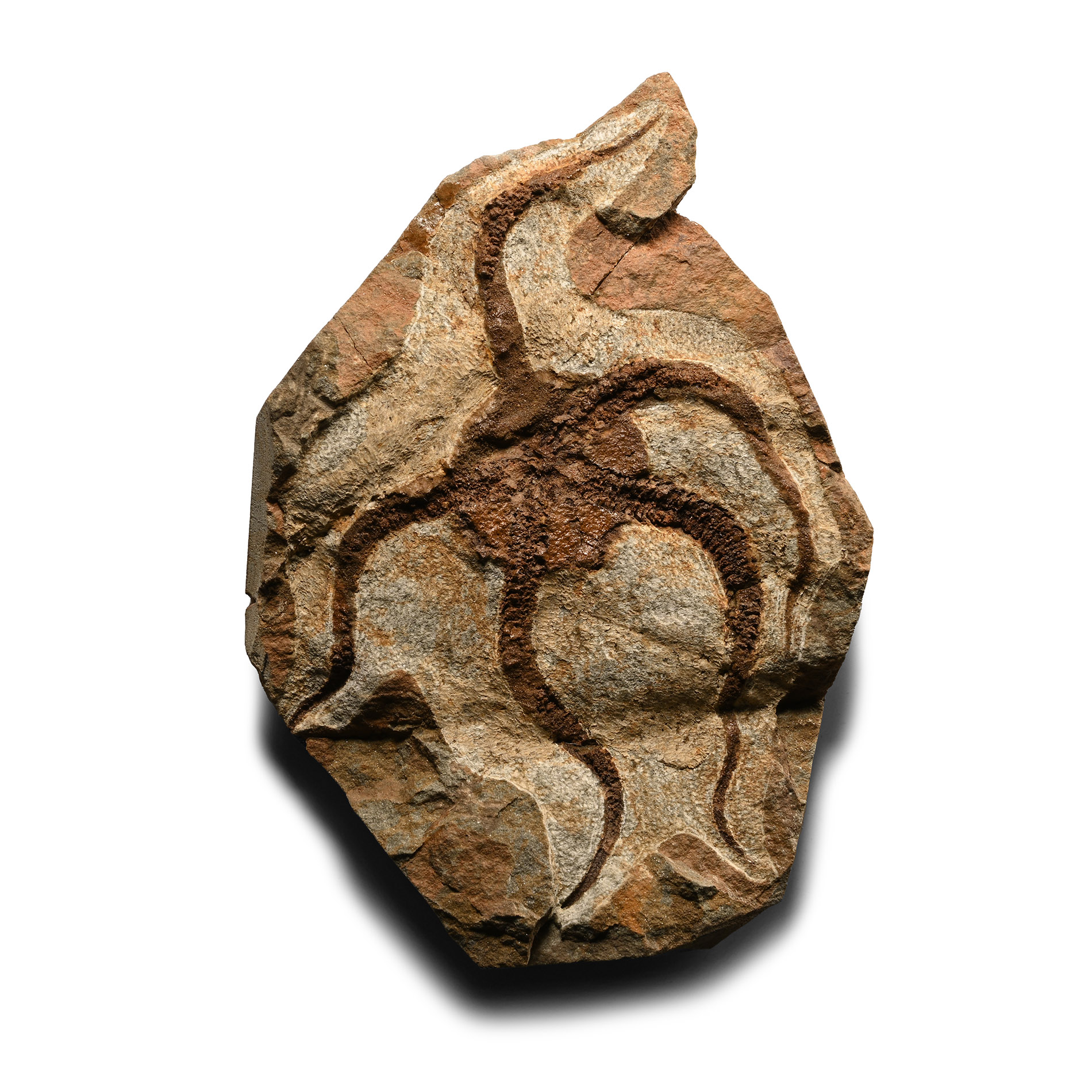 Fossil Brittlestar