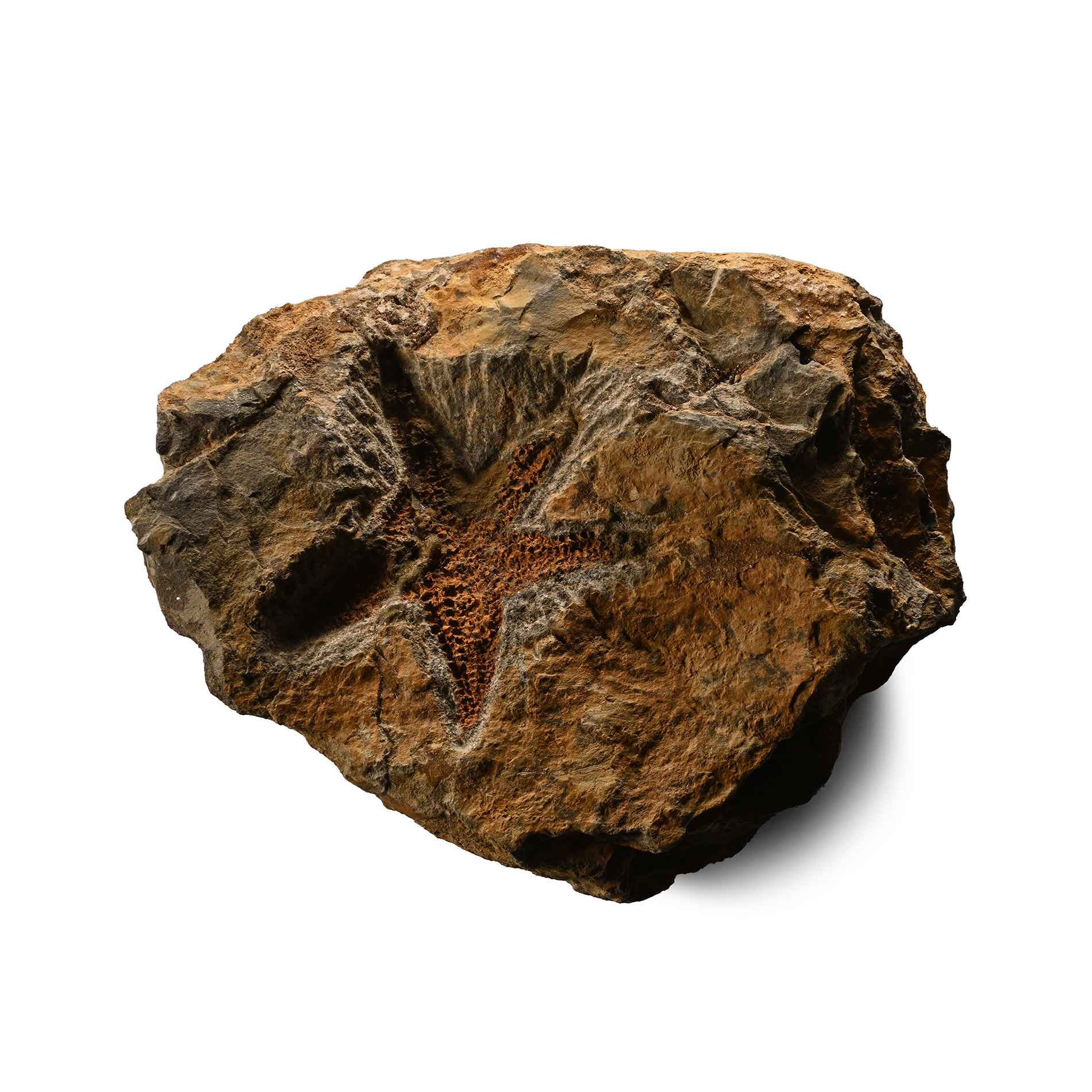 Fossil Petraster Starfish