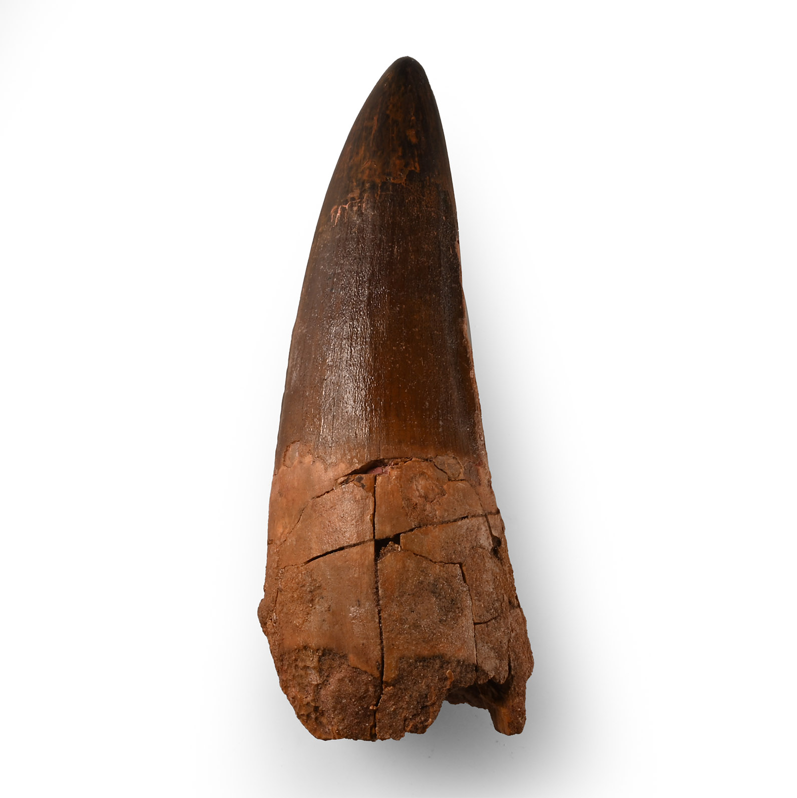 Large Fossil Spinosaurus Dinosaur Tooth