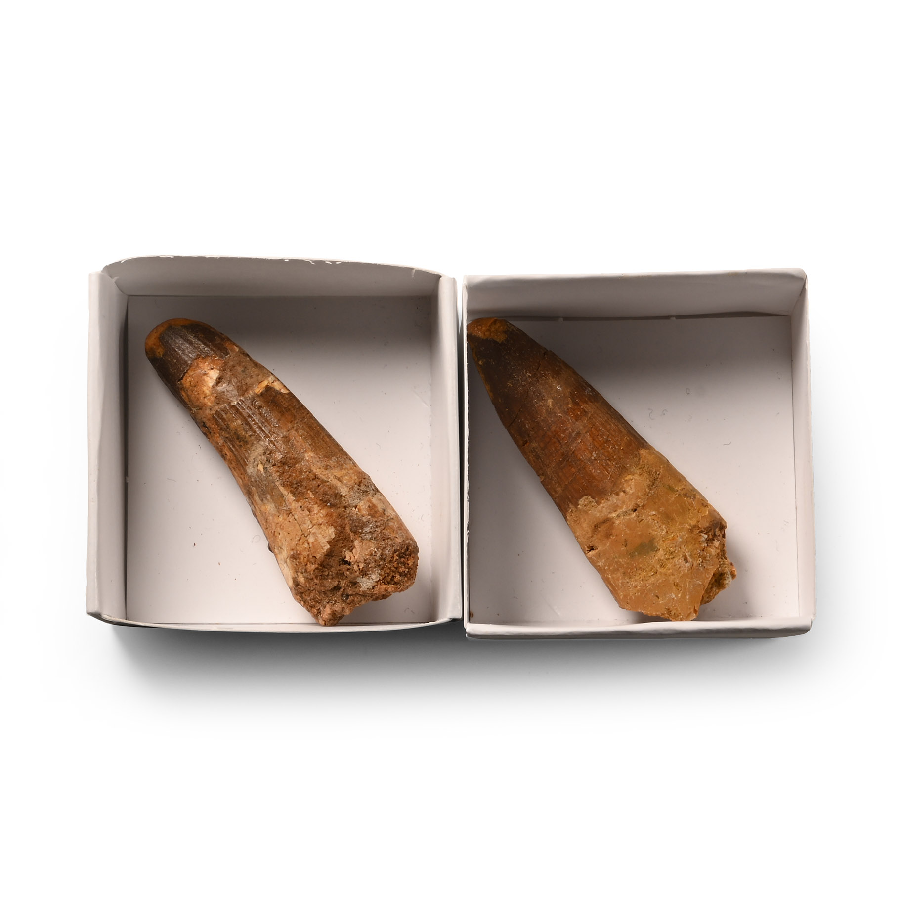 Fossil Spinosaurus Dinosaur Tooth Pair