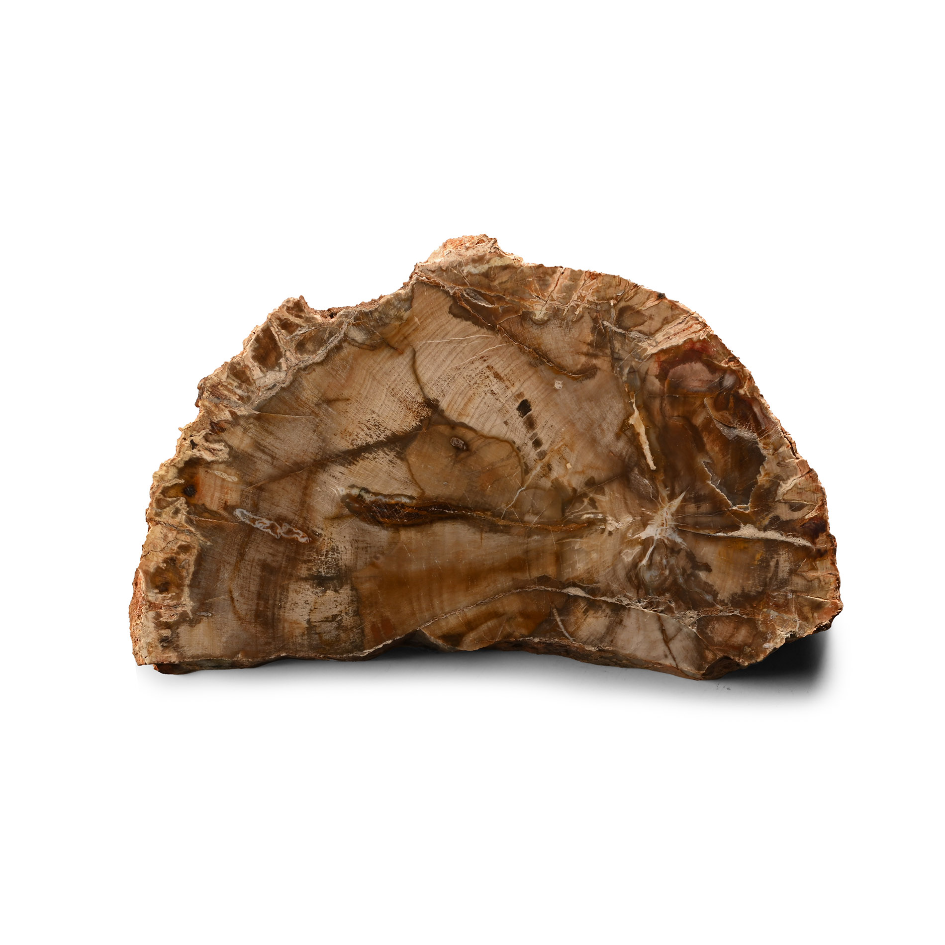 Polished Fossil Tree Slice