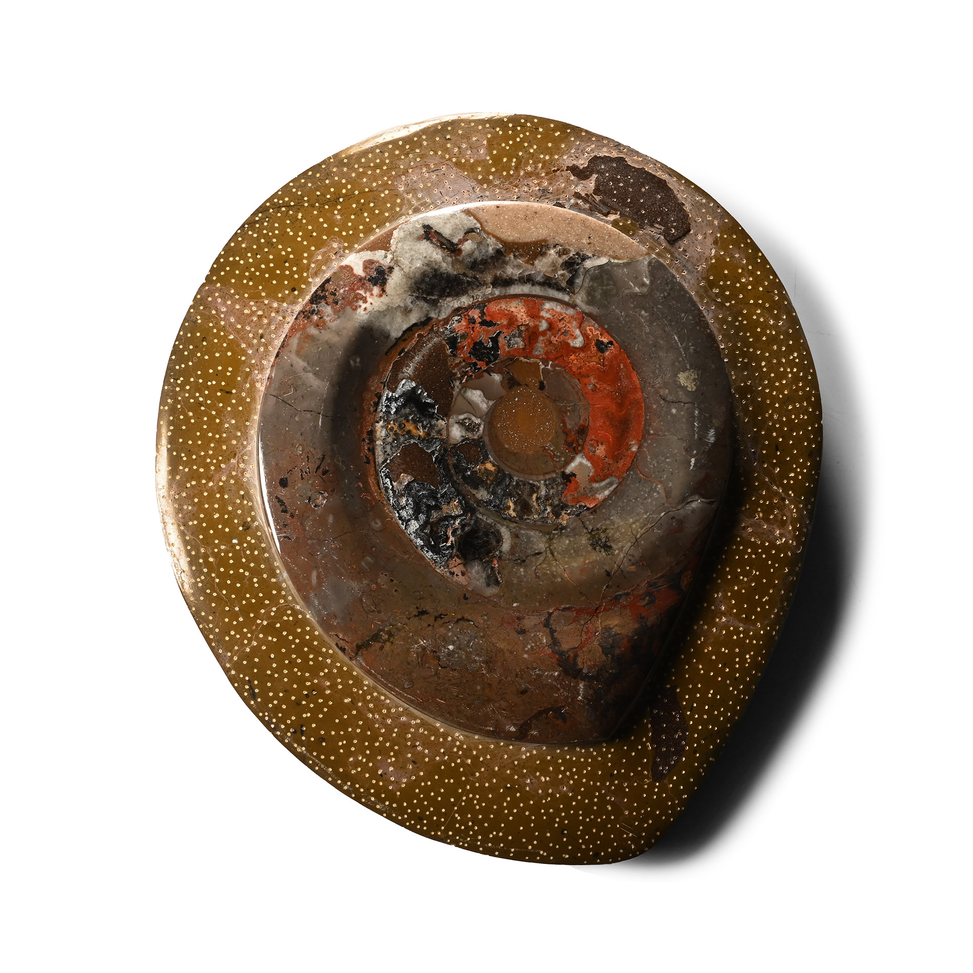 Polished Fossil Goniatite Plate