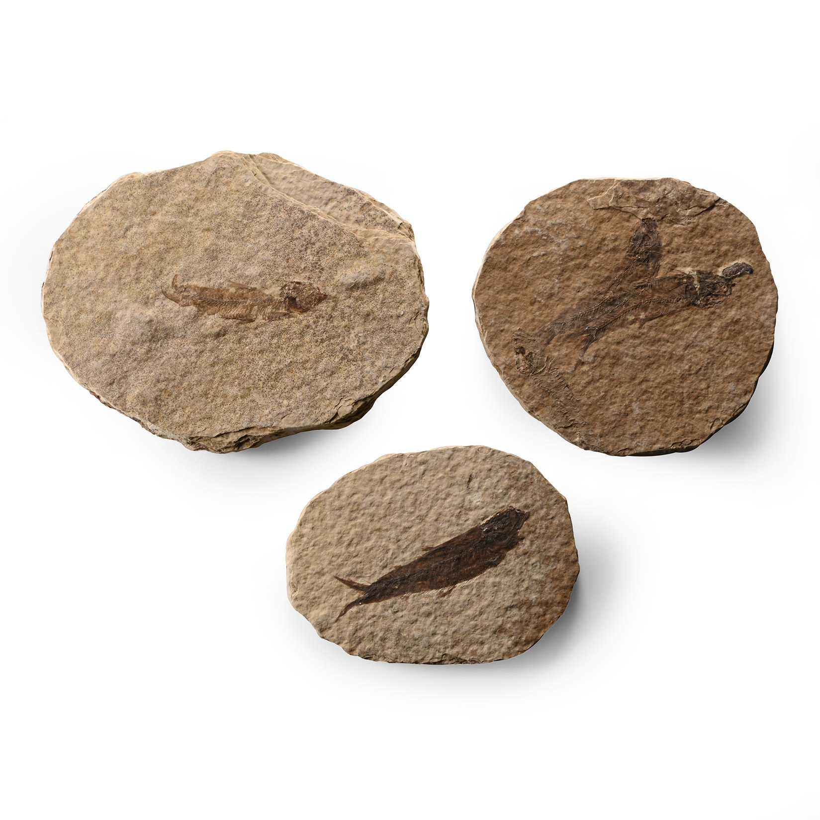 Green River Fossil Knightia Fish Group