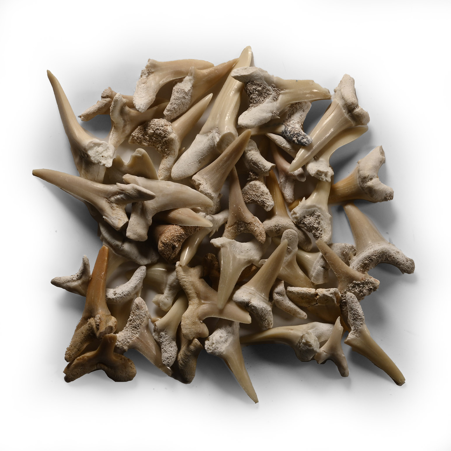 Fossil Sand Shark Tooth Group