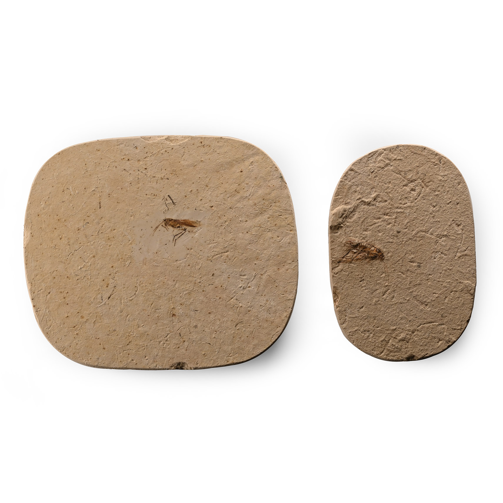 Fossil Grasshopper Pair