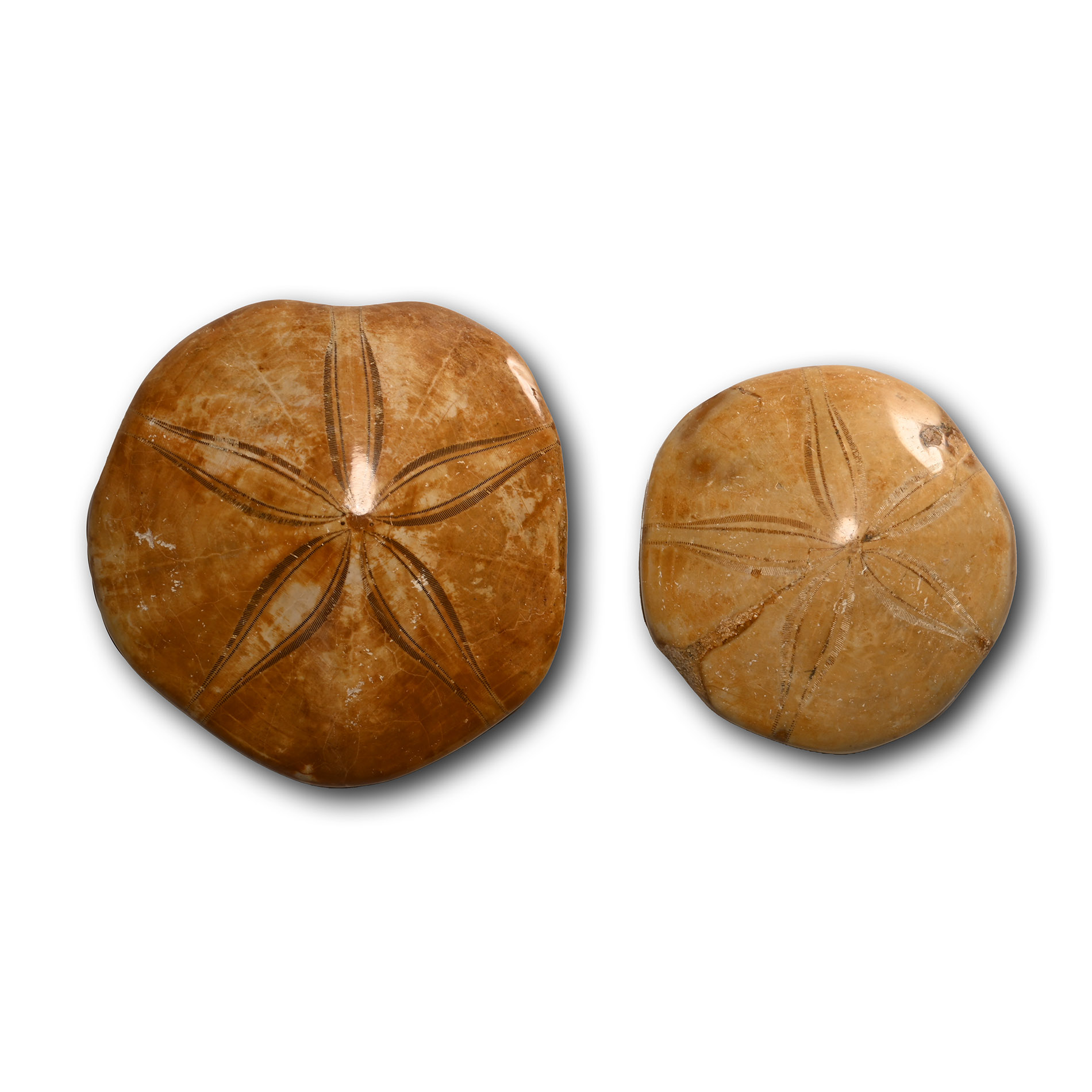 Polished Fossil Sand Dollar Pair