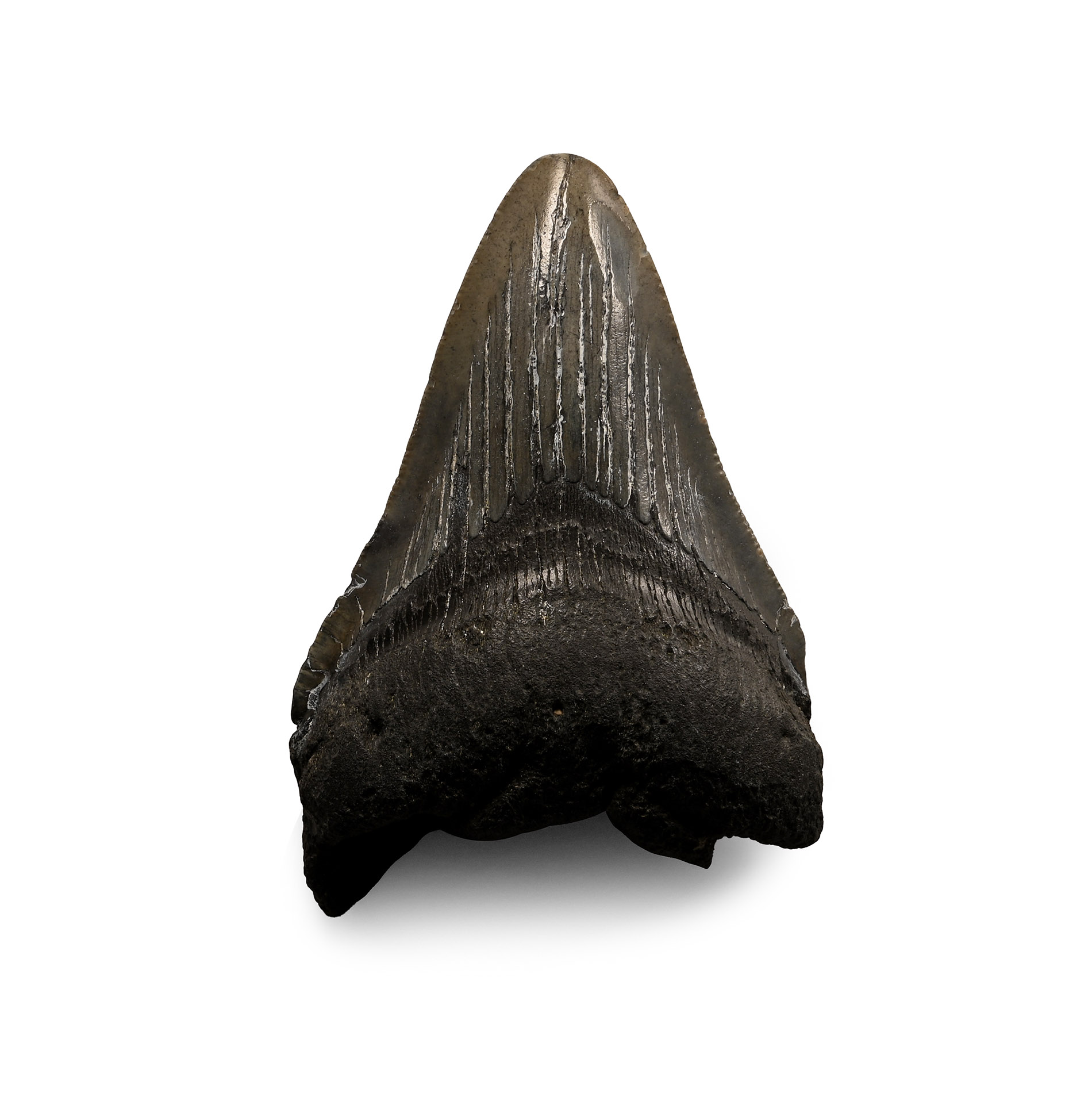 Fossil Megalodon Giant Shark's Tooth