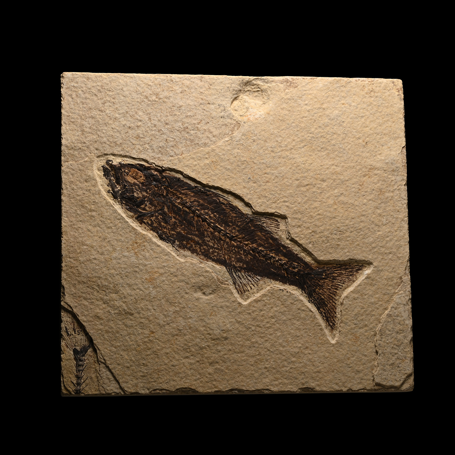Green River Fossil Mioplosus Fish