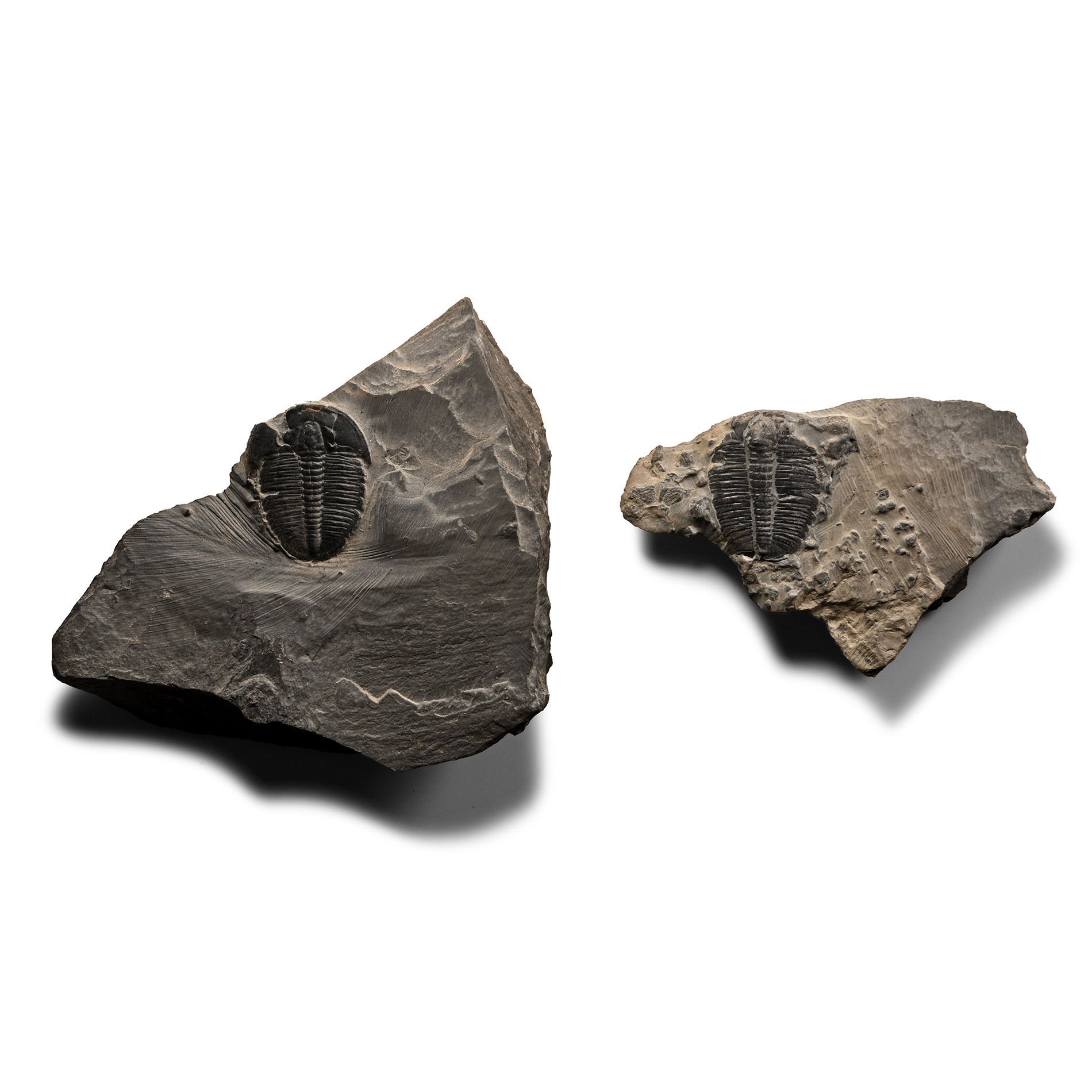 Fossil Elrathia Trilobite Group